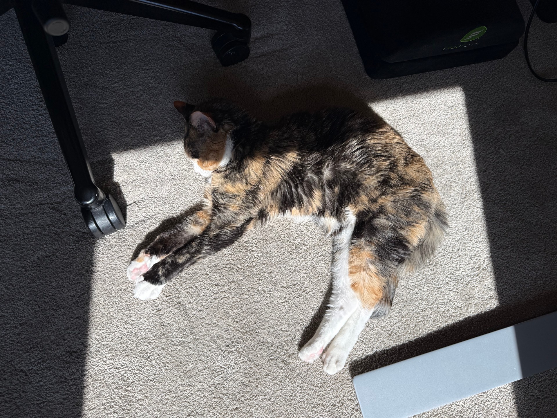 Soaking Up the Sun