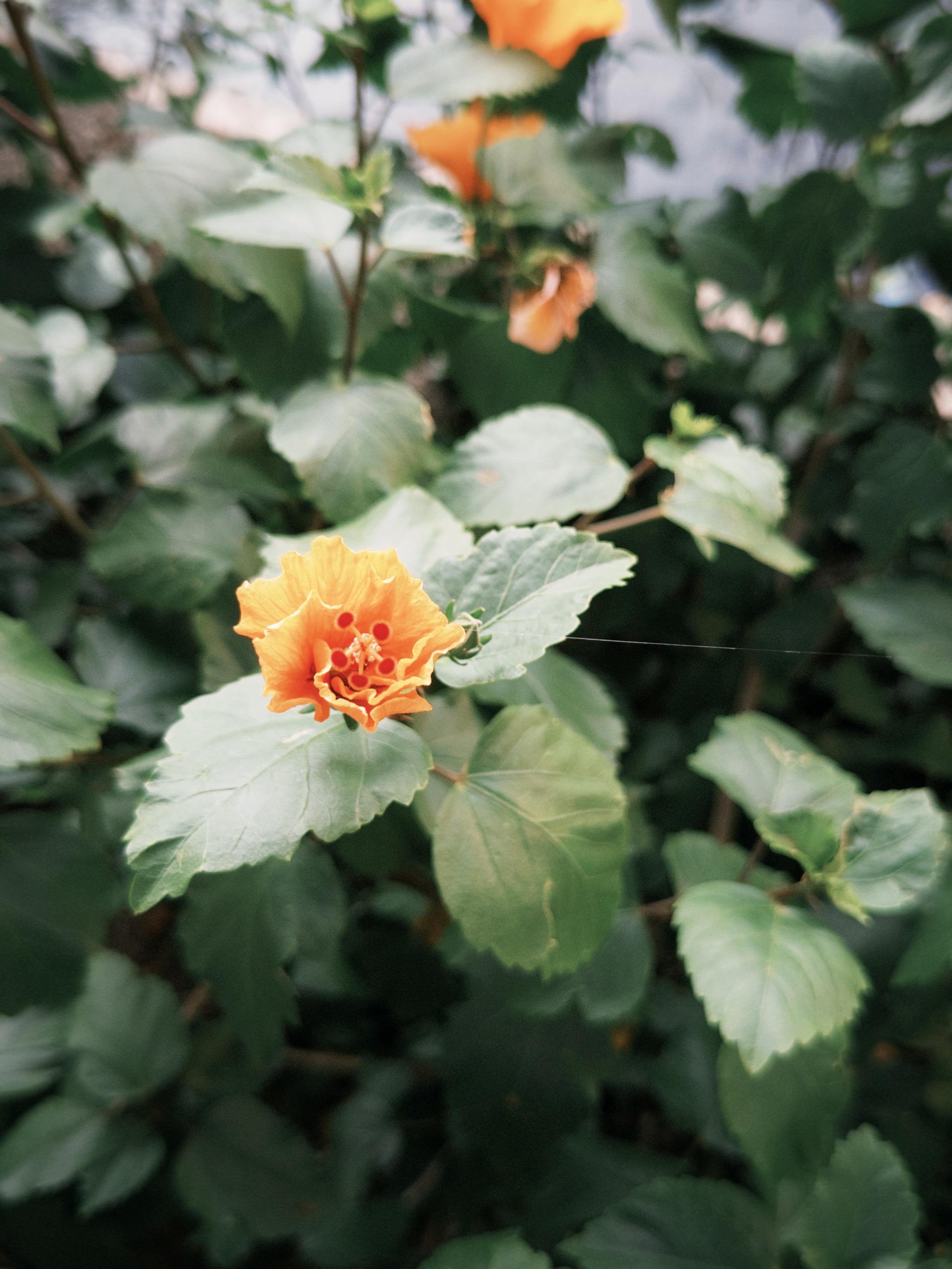 雌雄蕊同柱