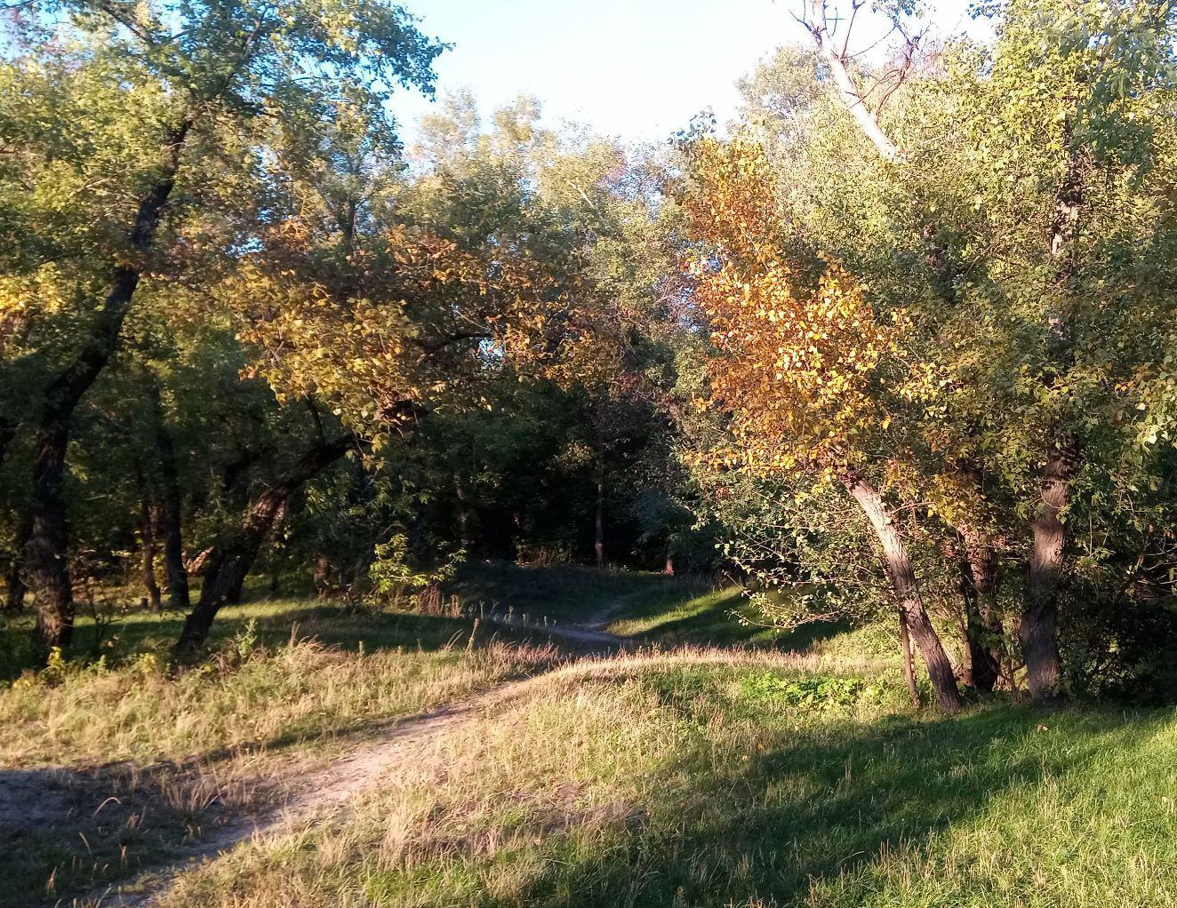 evening trees
