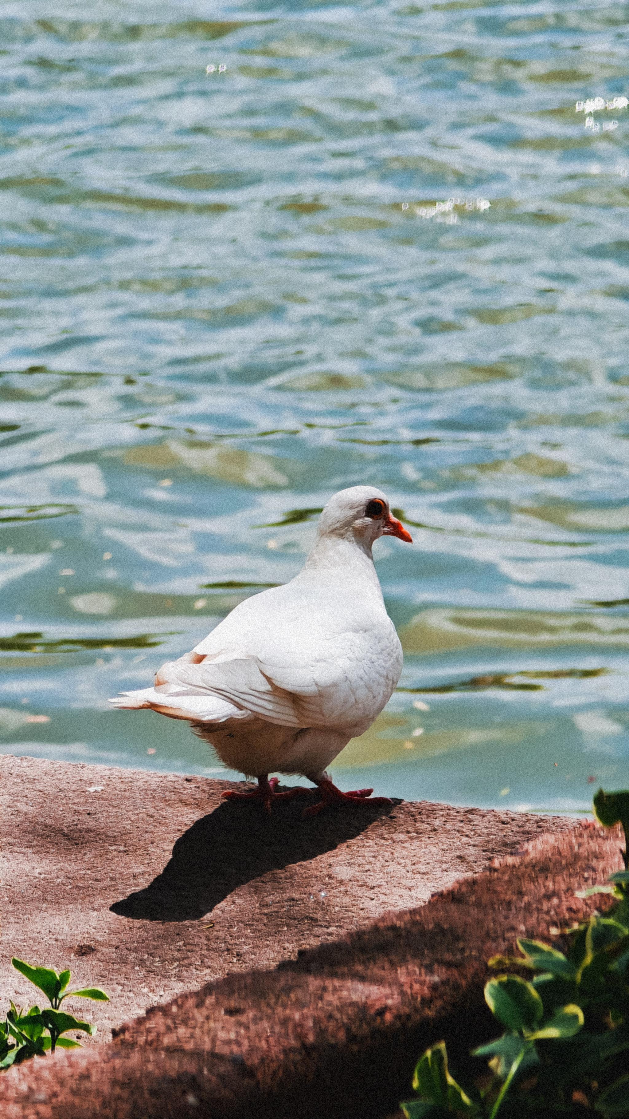 Bird-watching