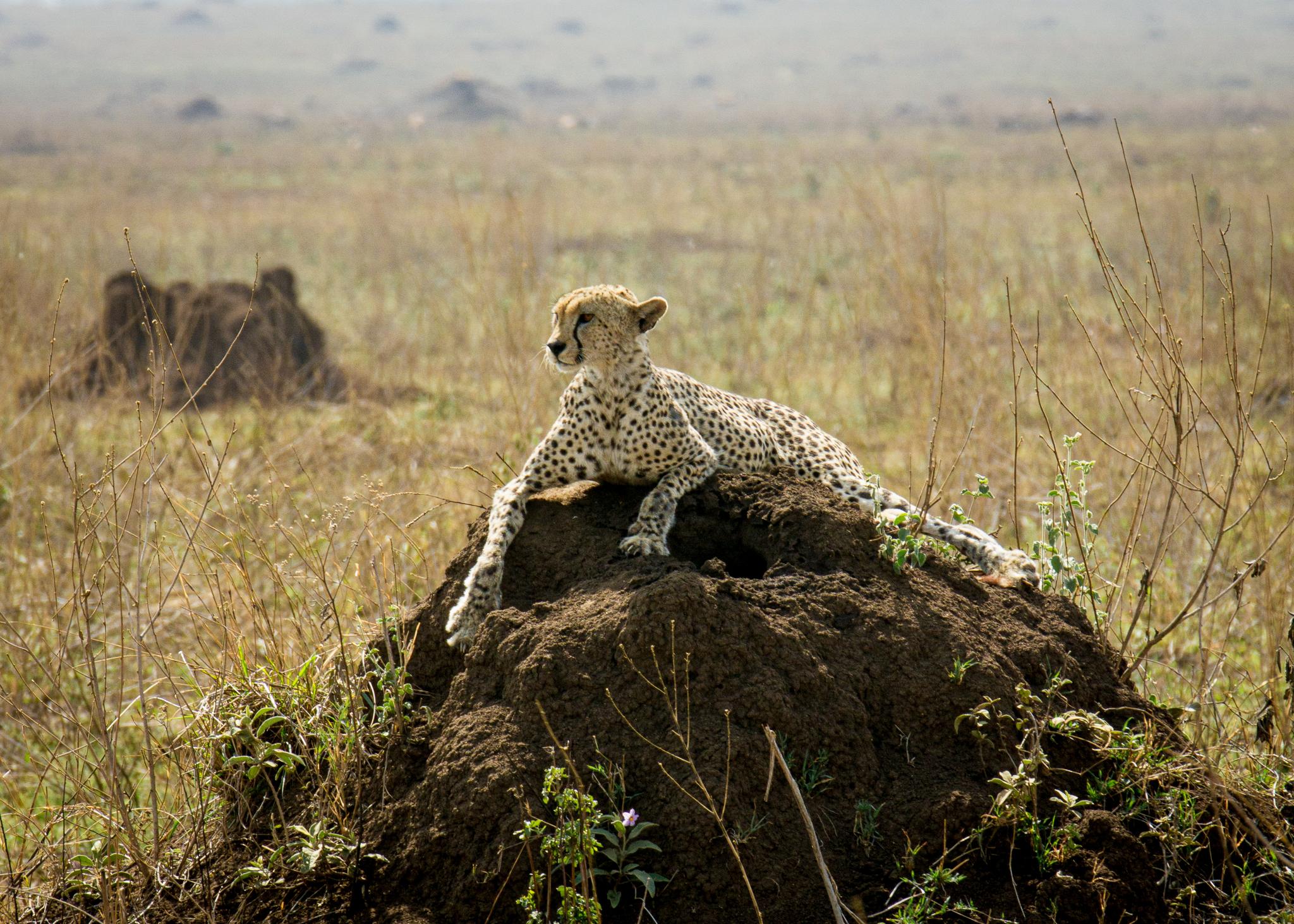 Cheetah on the Lookout