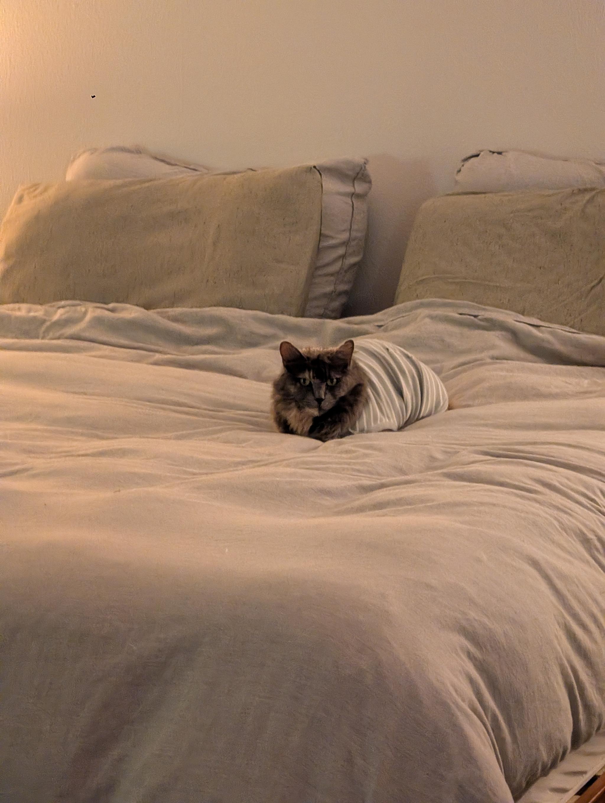 cat on a bed