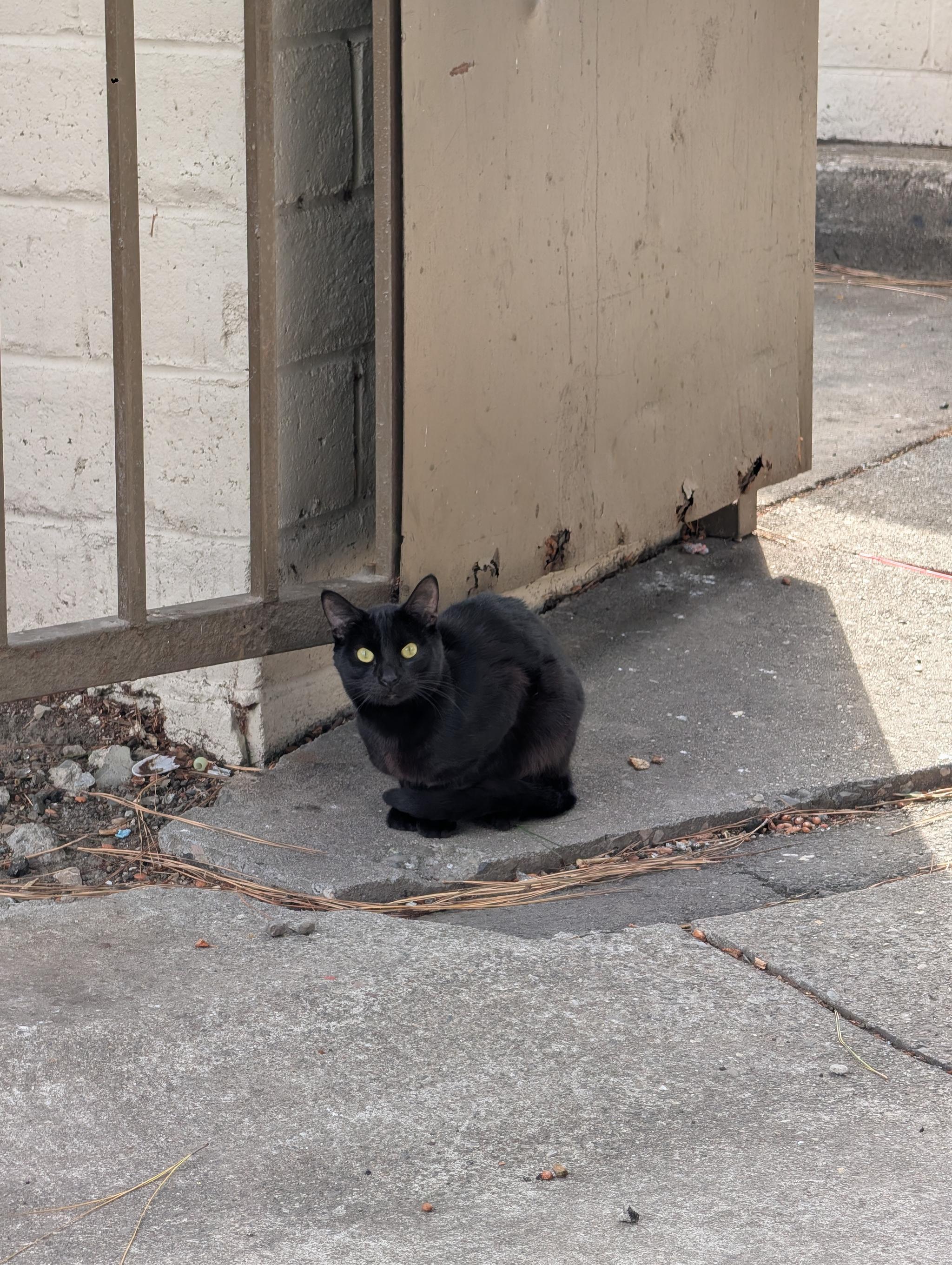 a black cat