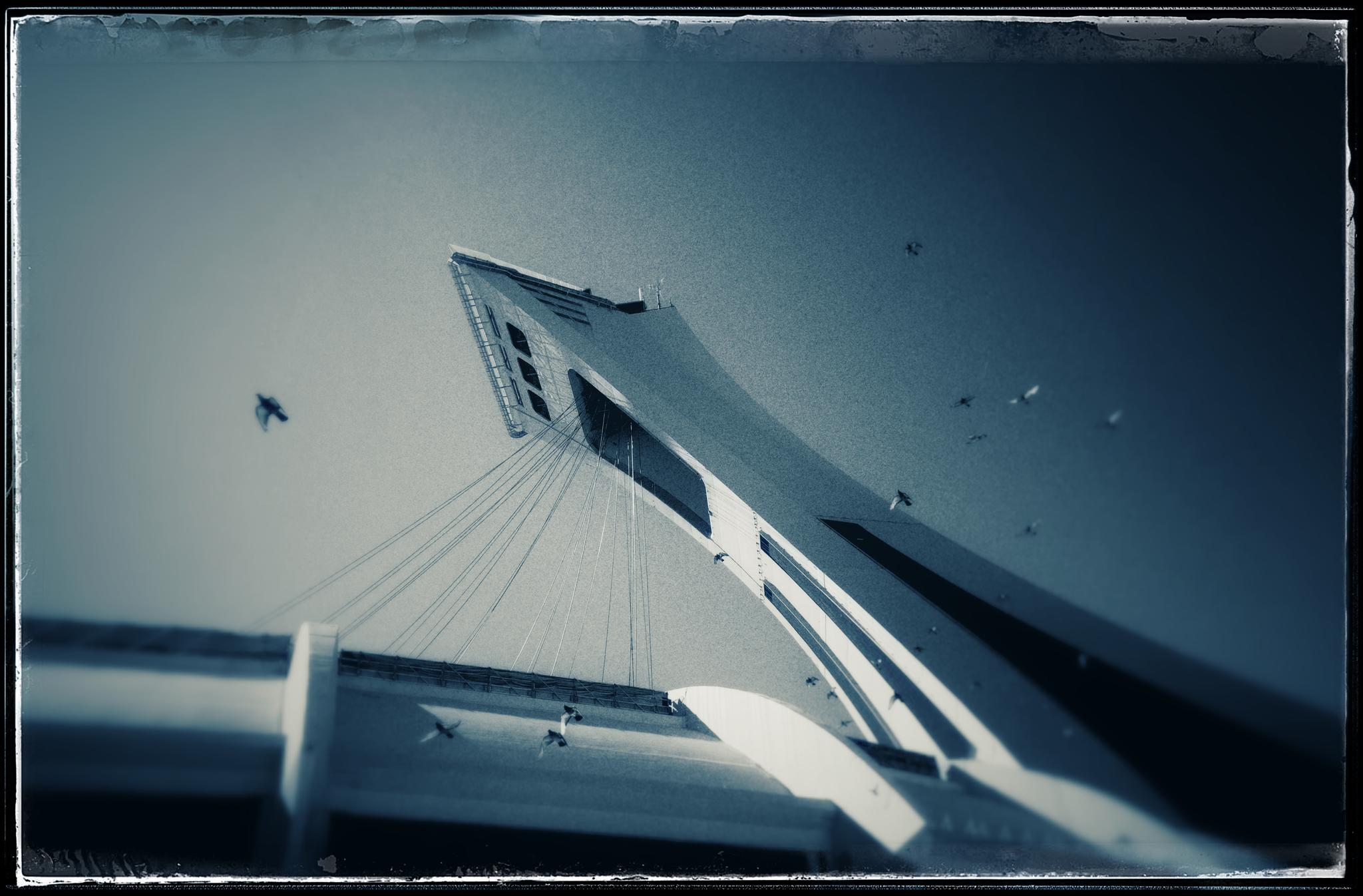Birds and a stadium