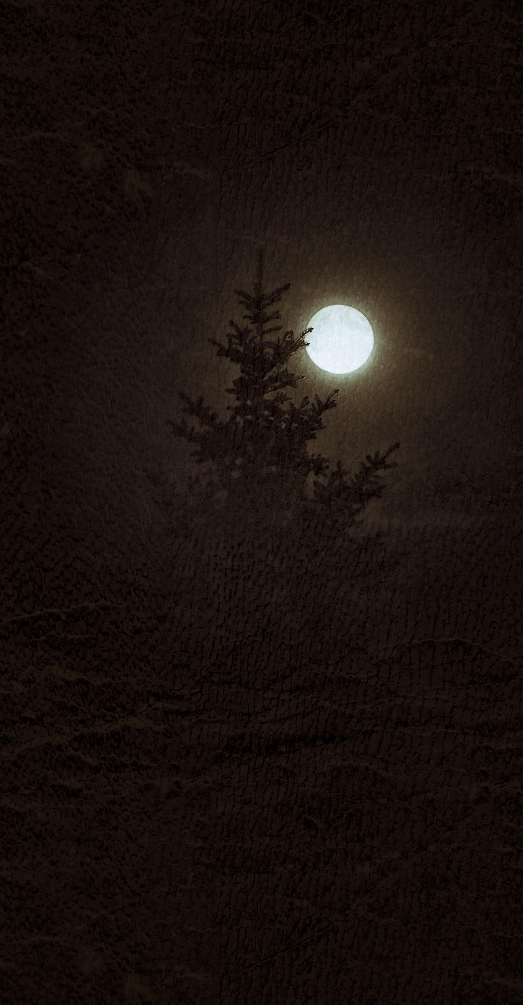 Full moon and a pine tree at a forefront