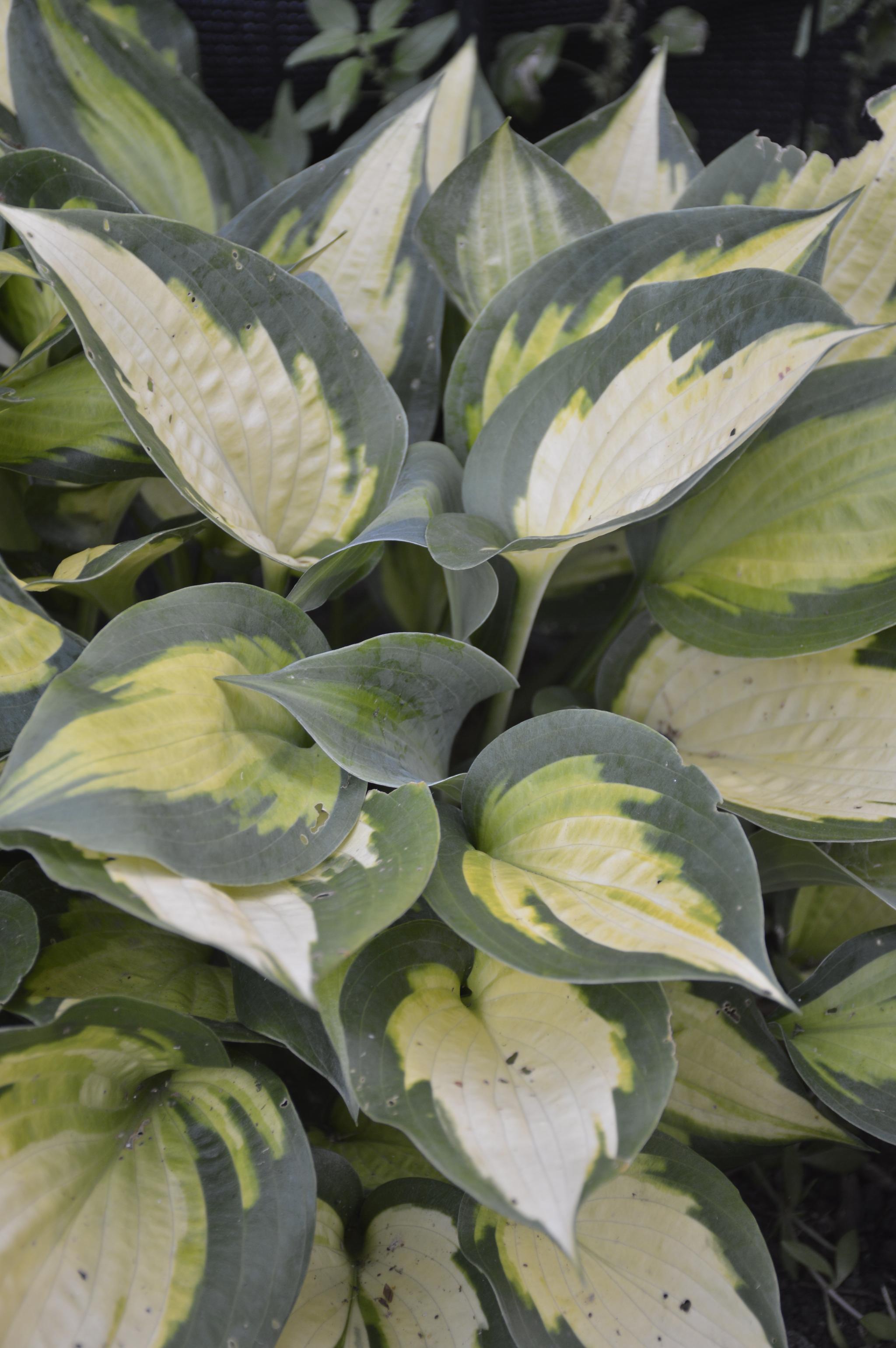 a hostas plant with various shades of green leaves