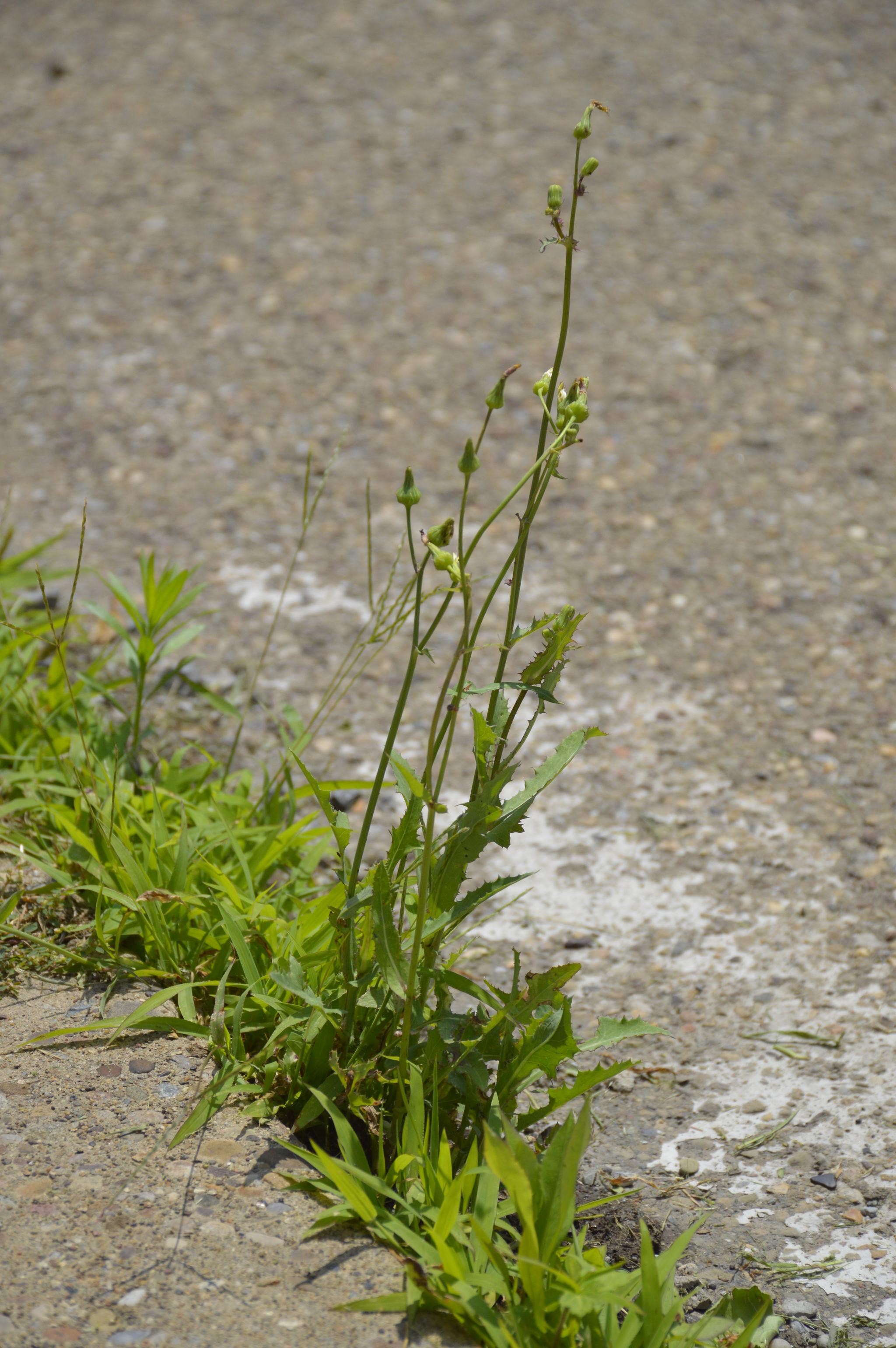 vibrant green weeds grow from where the curb meets the street