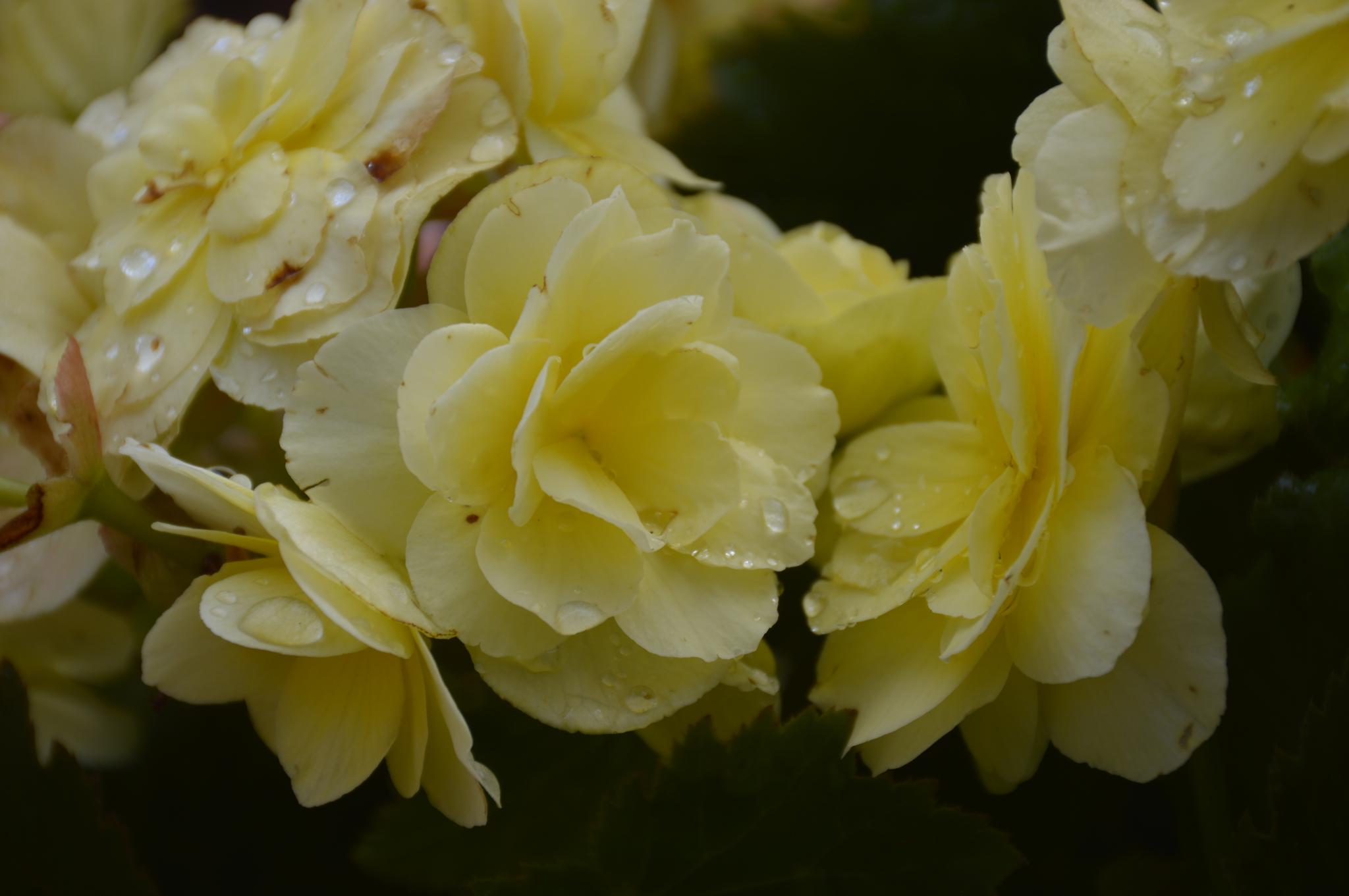 a potted plant with yellow flowers