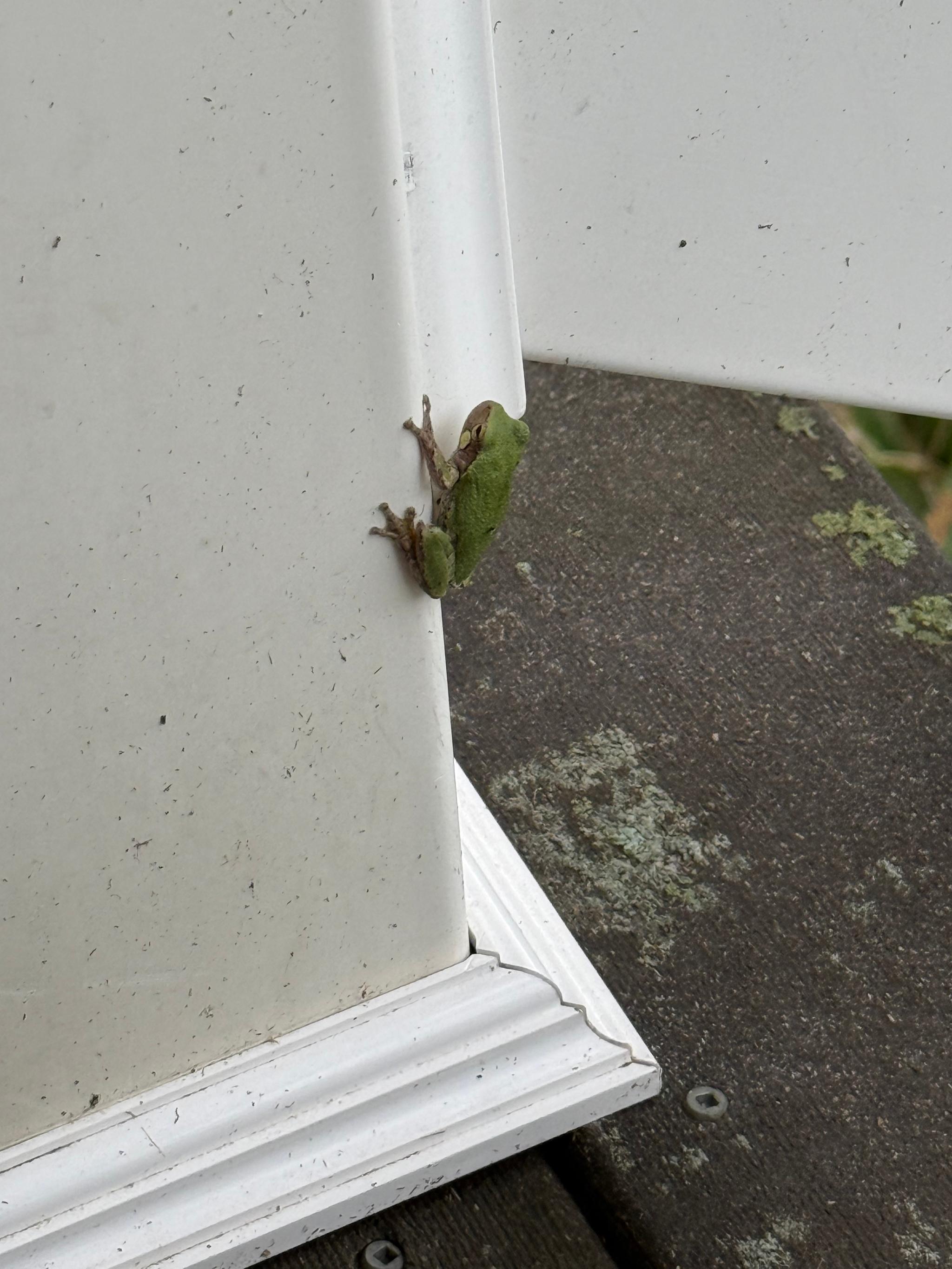 Friendly Frog