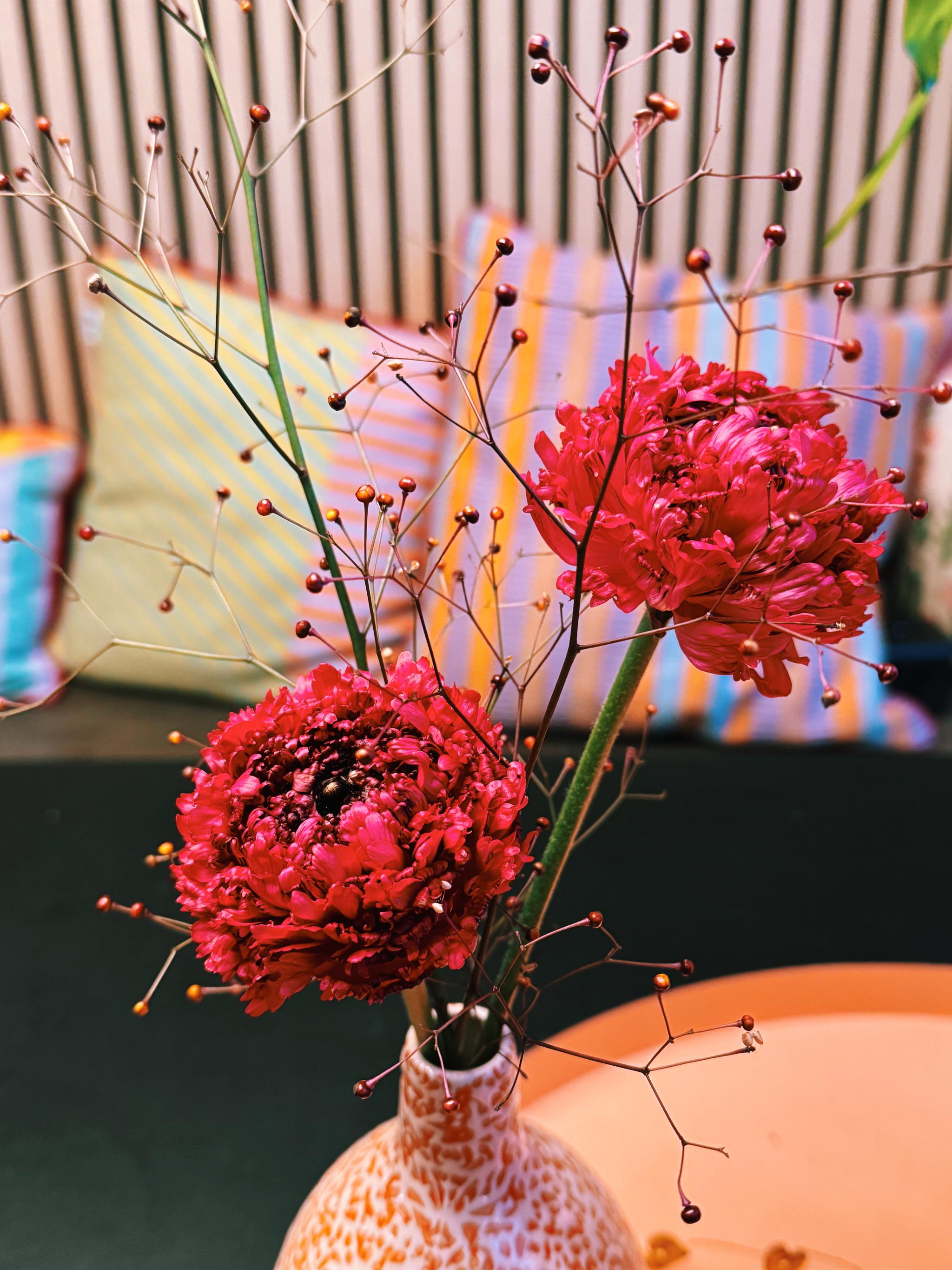 ranunculus