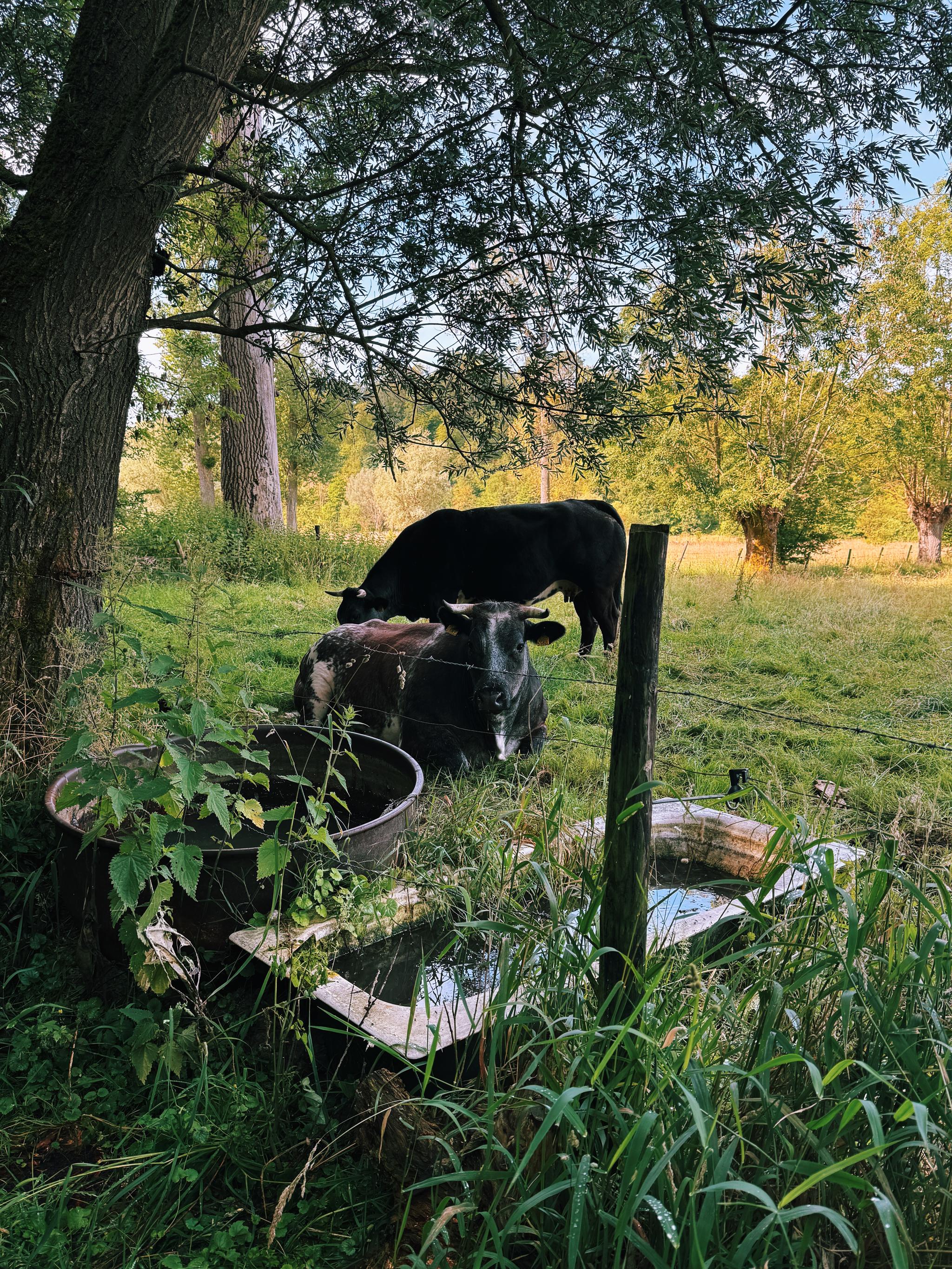 first walk after the heatwave