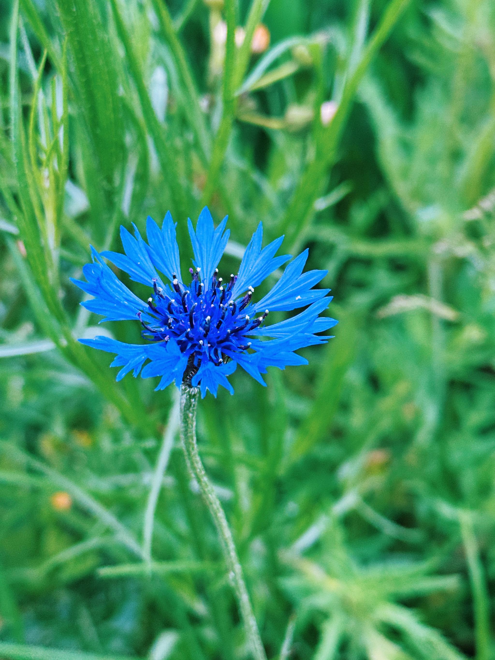 my favorite meadow flower