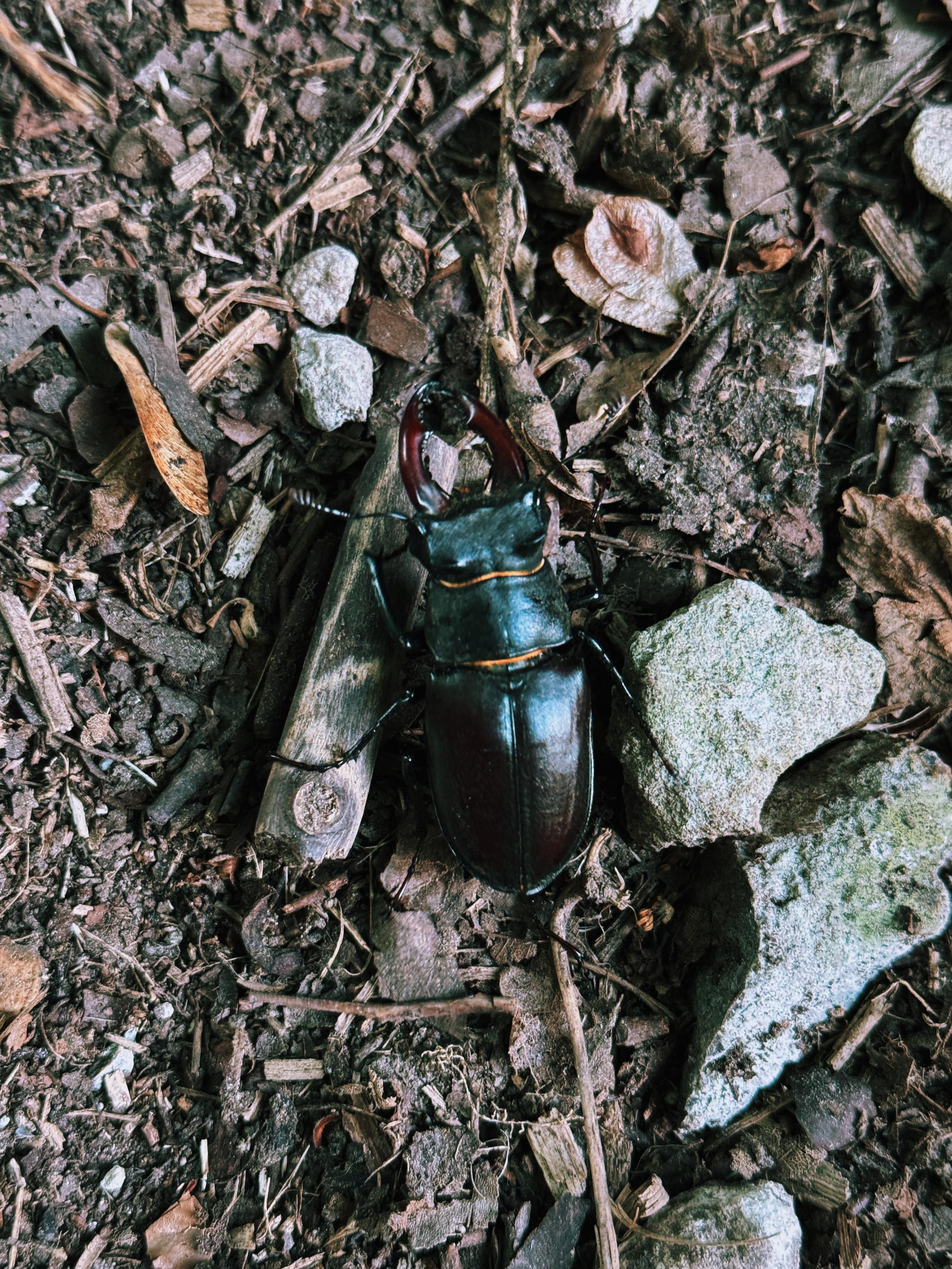 stag beetle rescue
