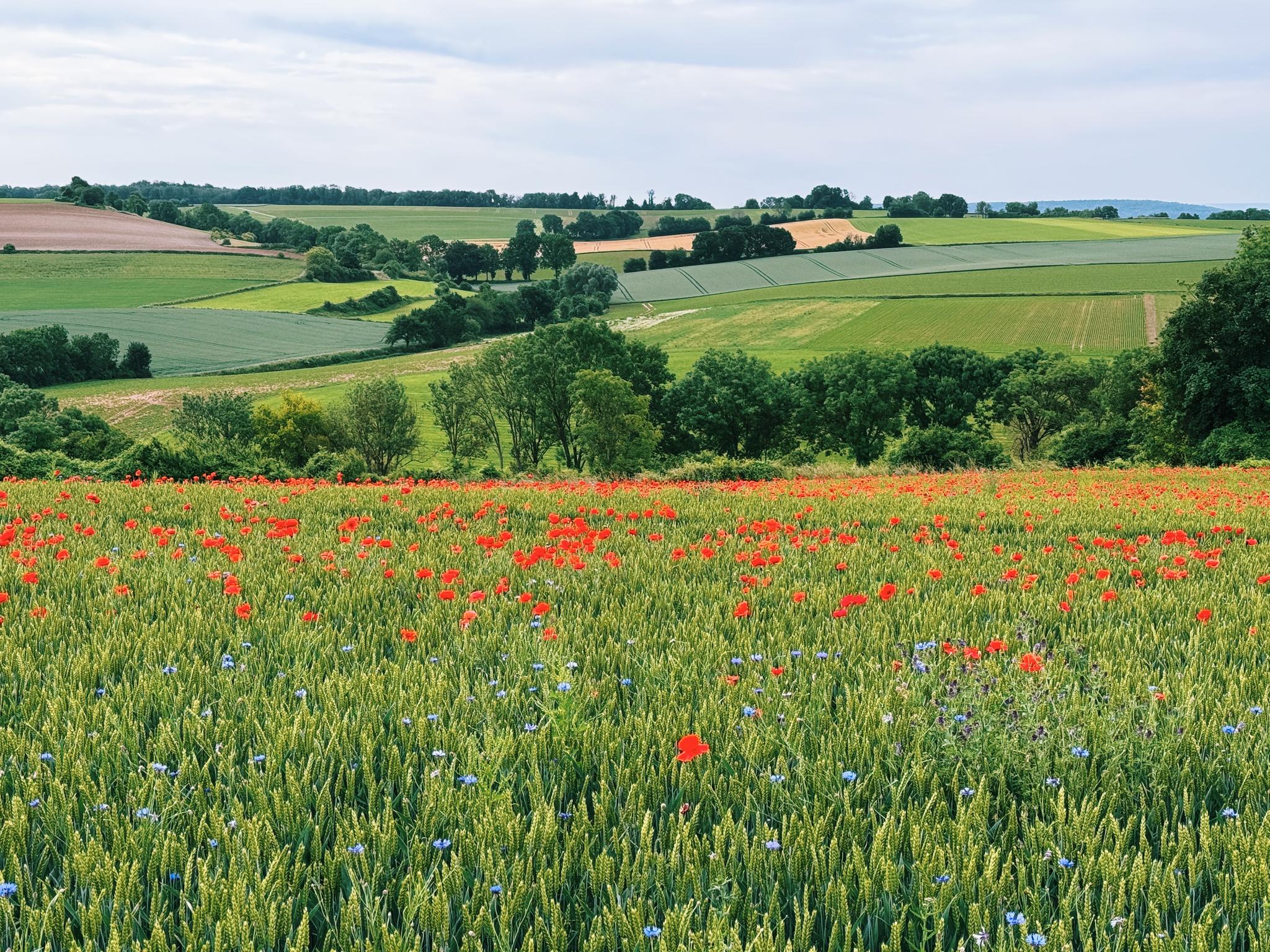 poppy fields forever