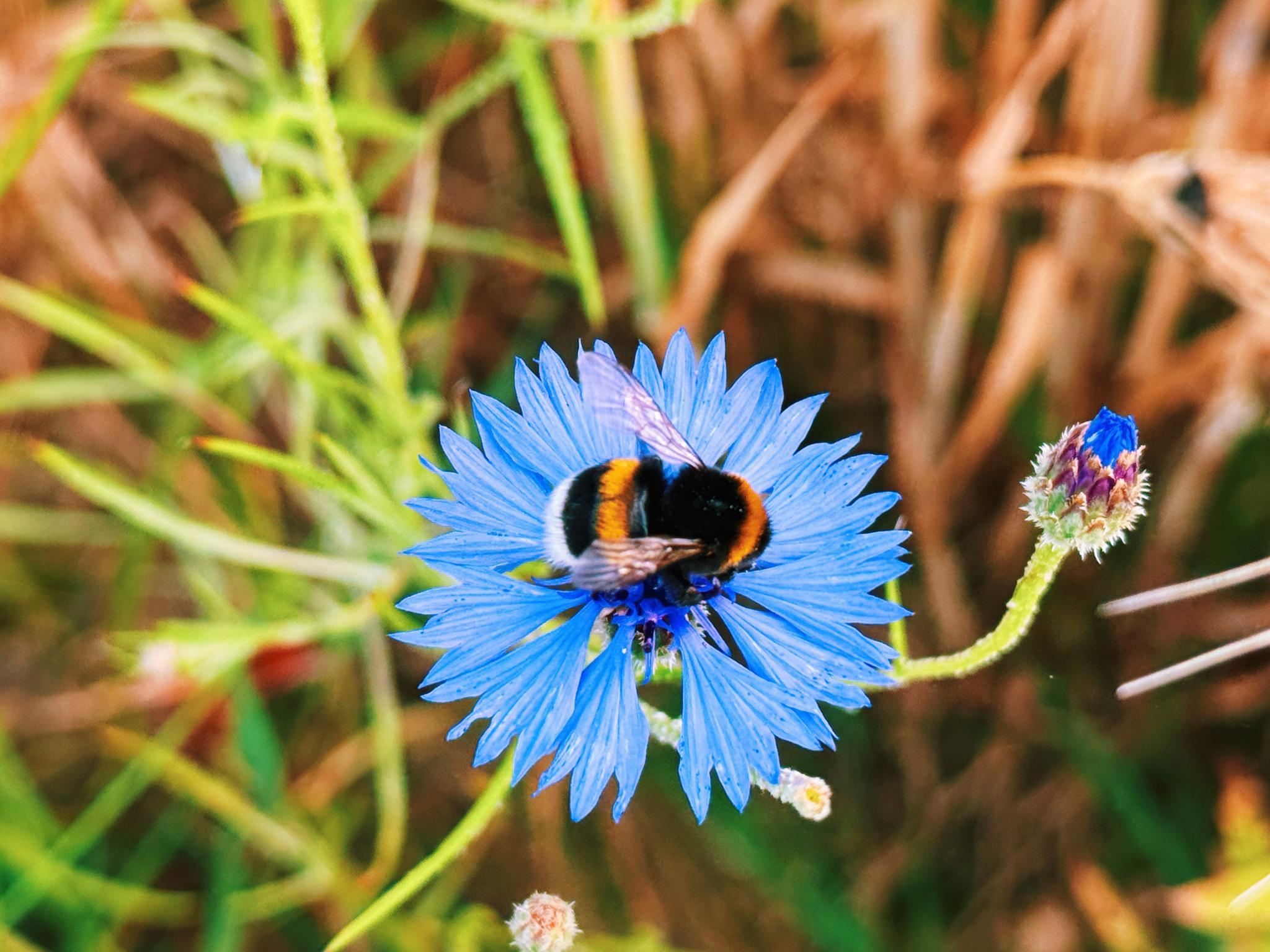 busy bee