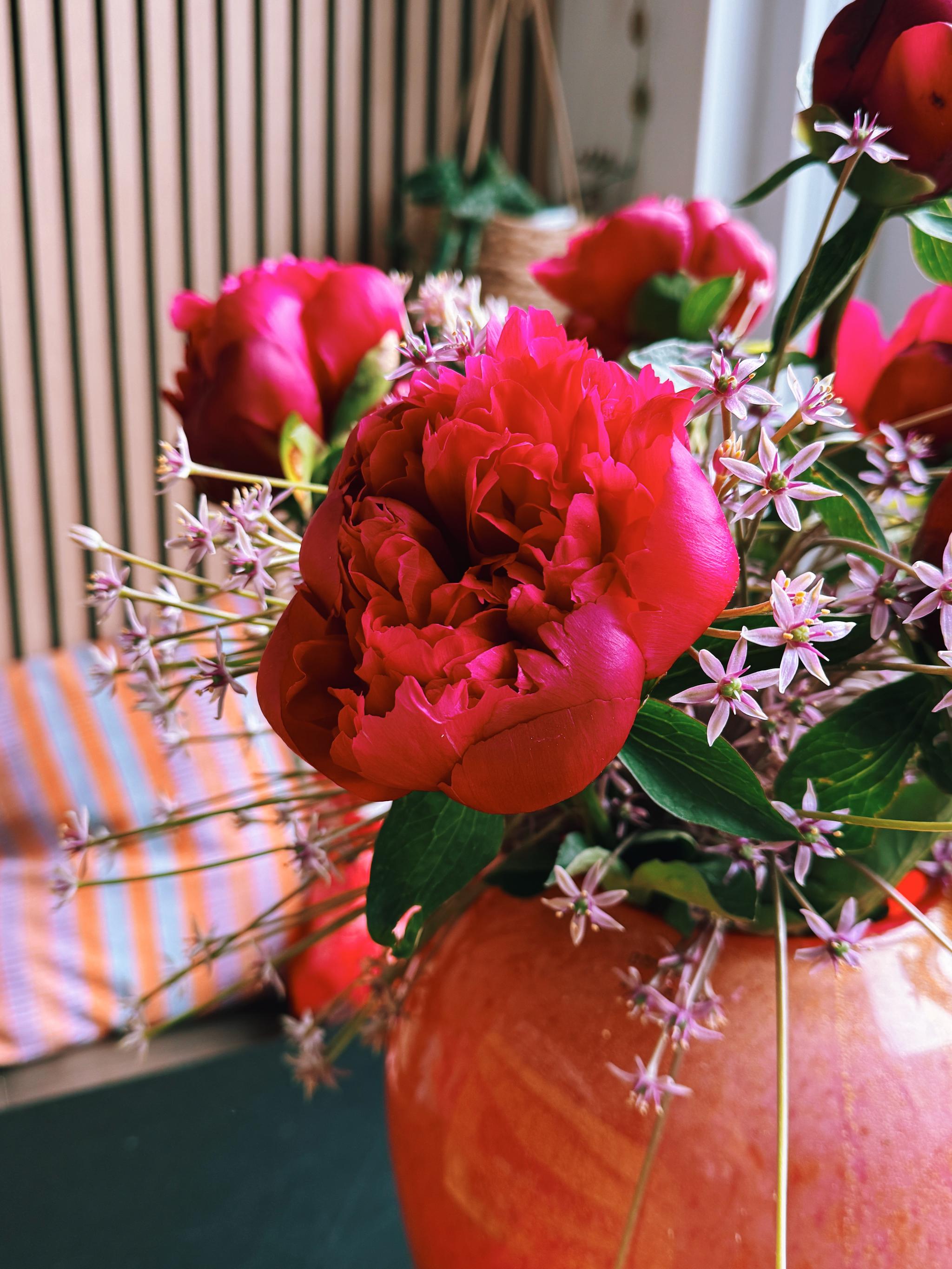 it's peony season!