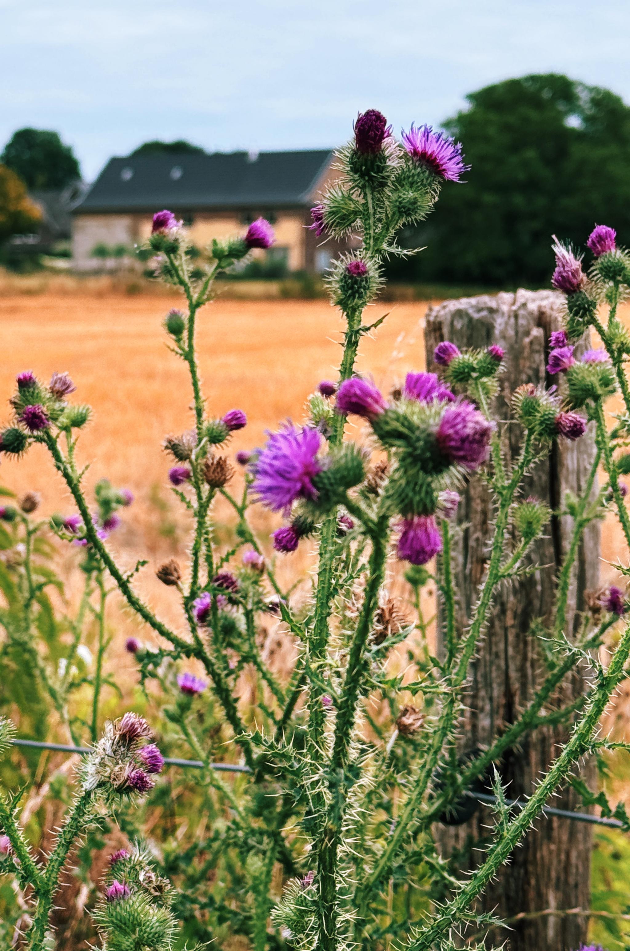 purple thistle