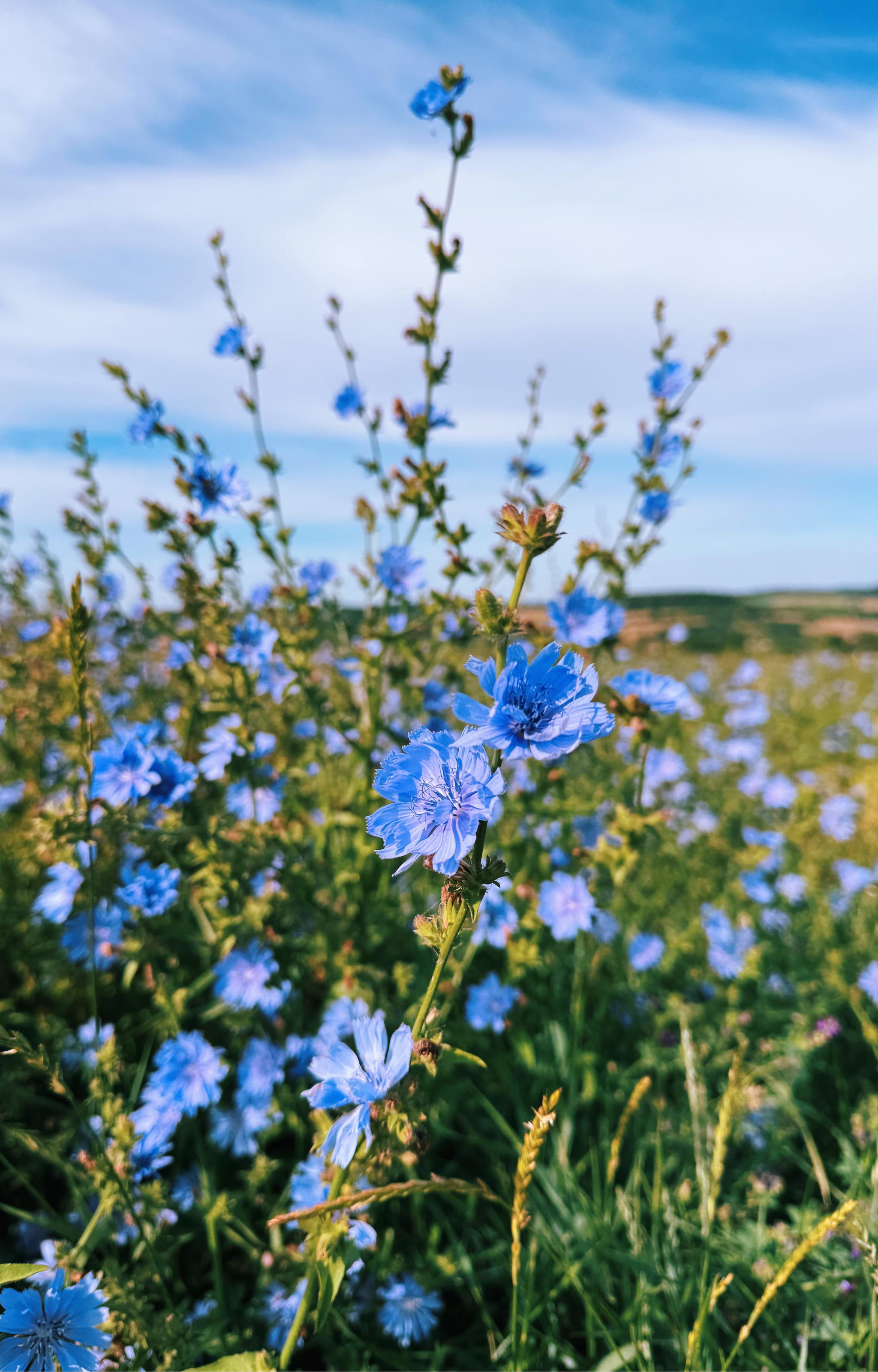 the bluest of blue