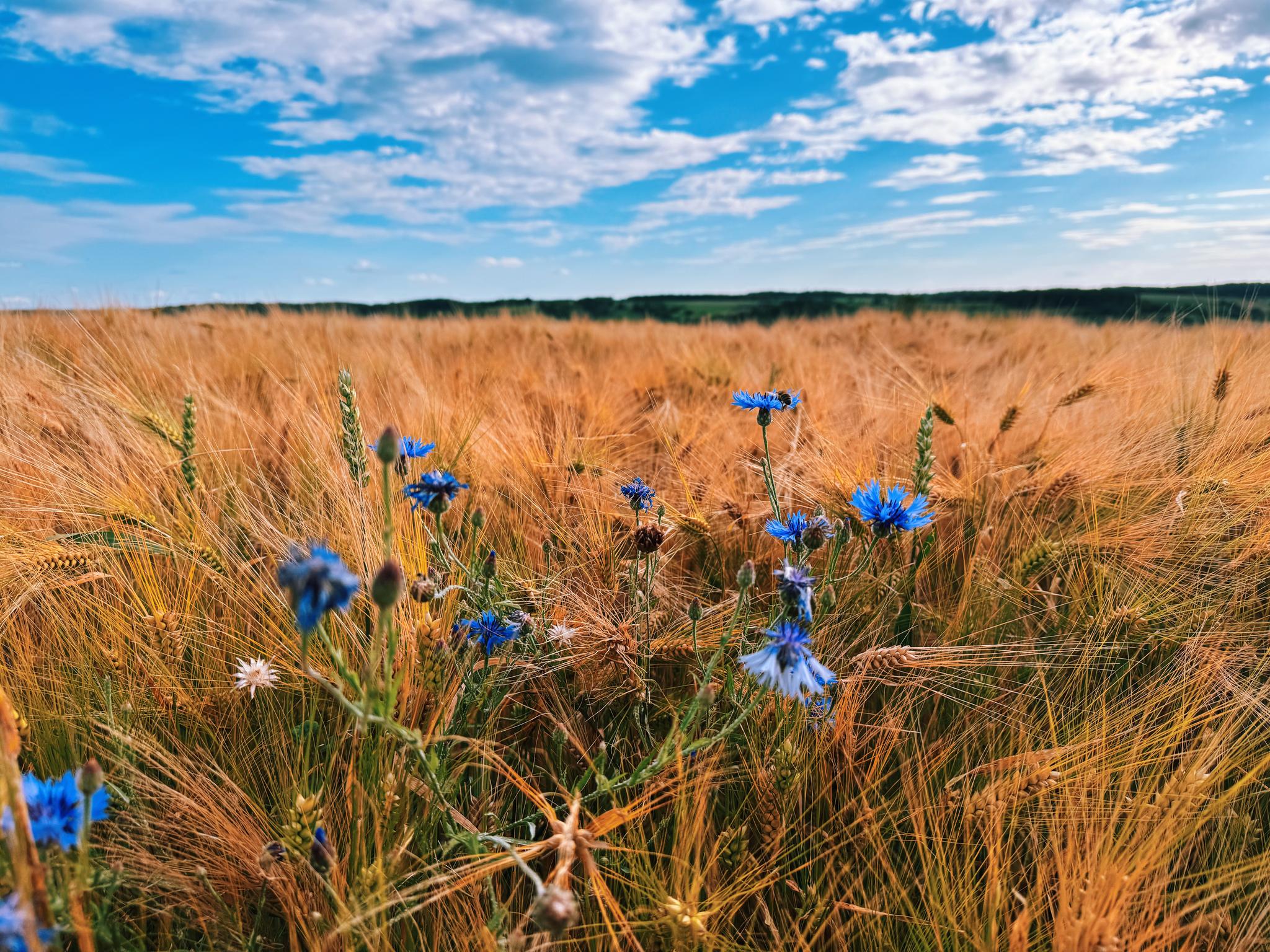 walk in the fields
