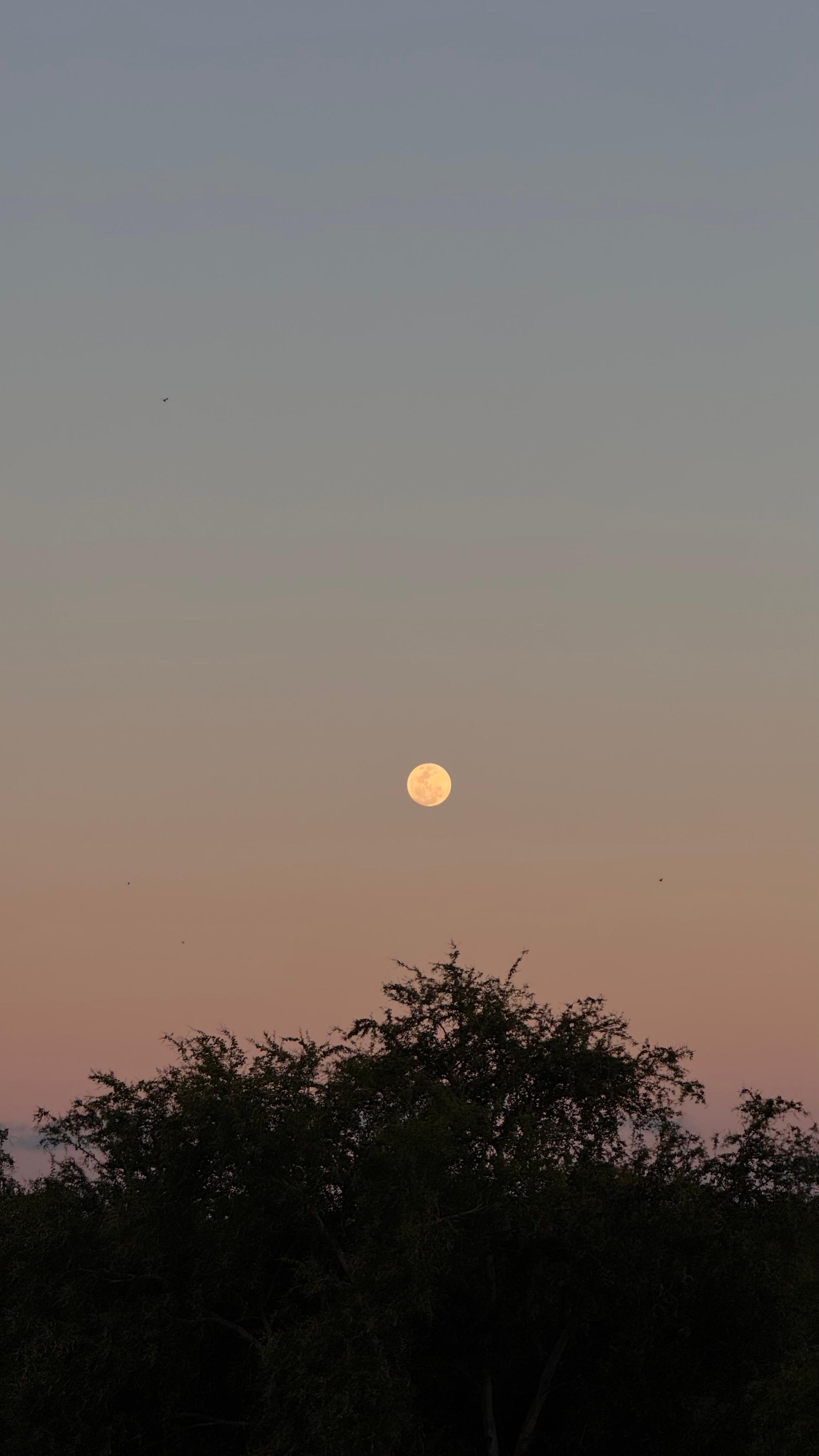 Purnama 🌕💫