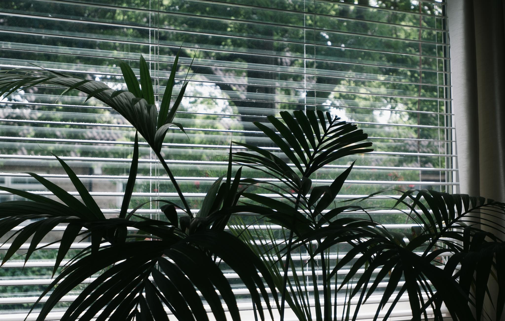 My indoor outdoor jungle
