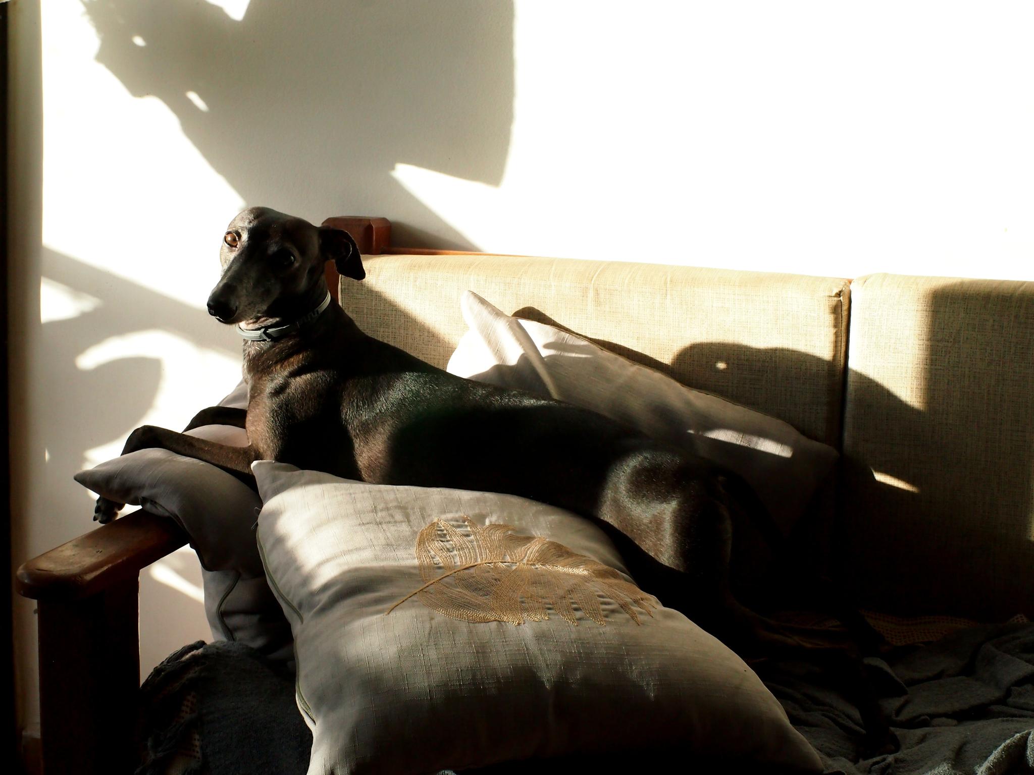 Relaxando na golden hour