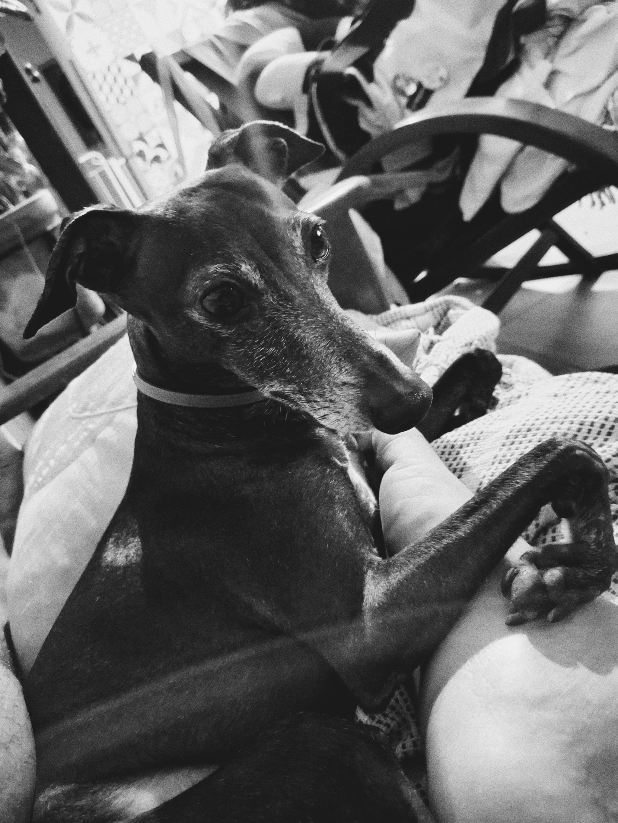 Chilling with the dog