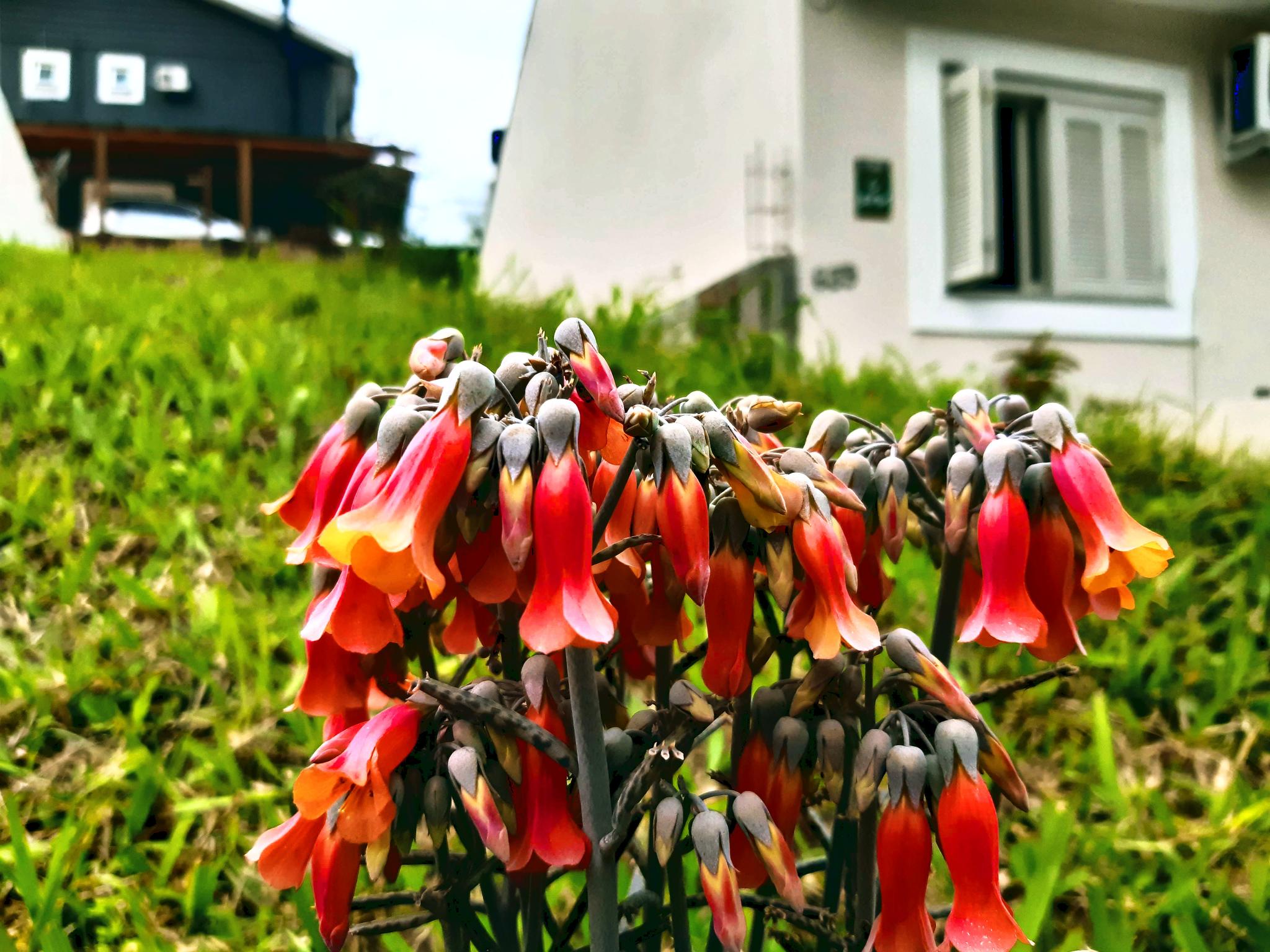 Conjunto de flores vermelhas curvadas para baixo em um gramado num dia nublado