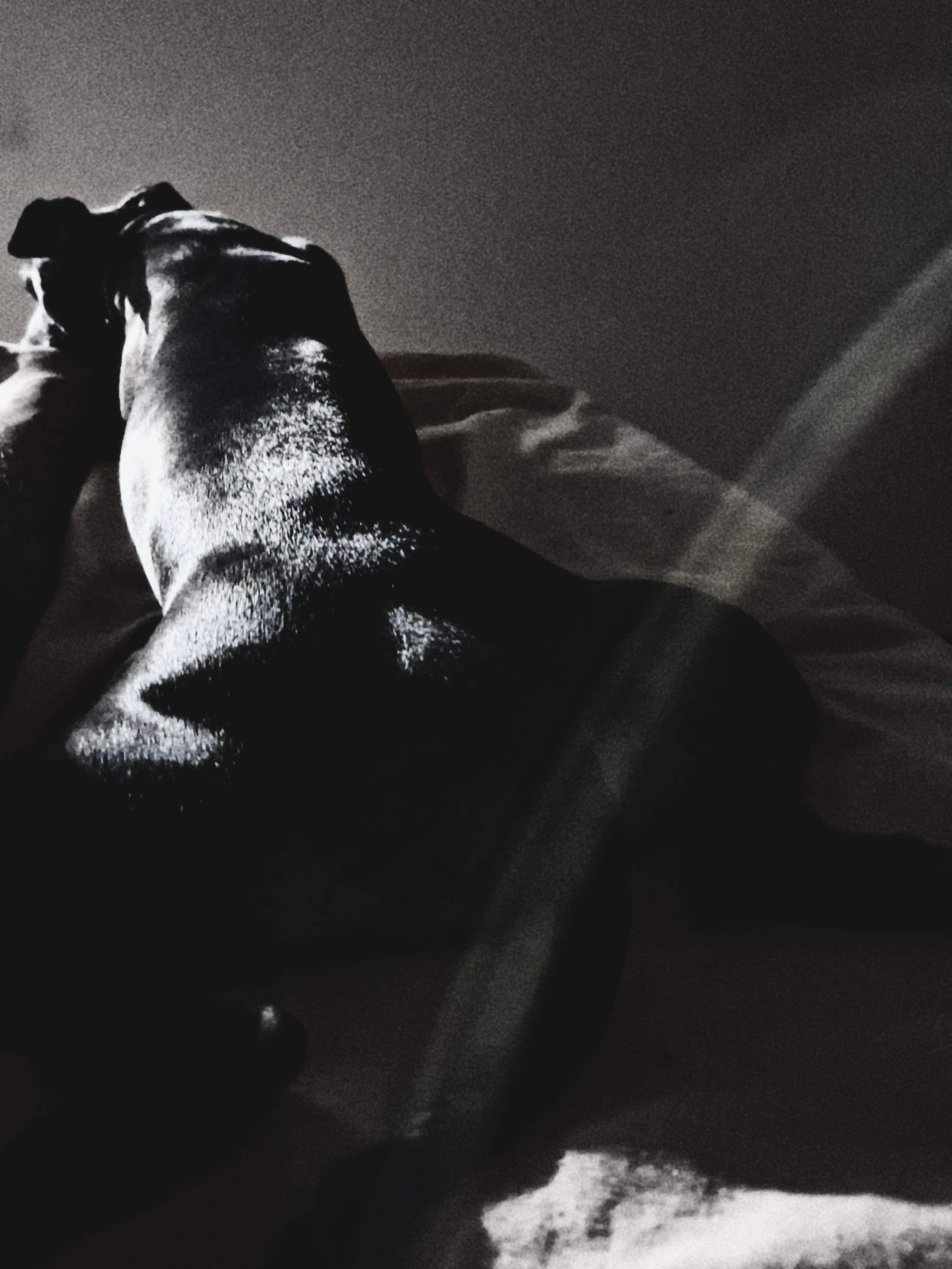 O cachorro de suporte emocional