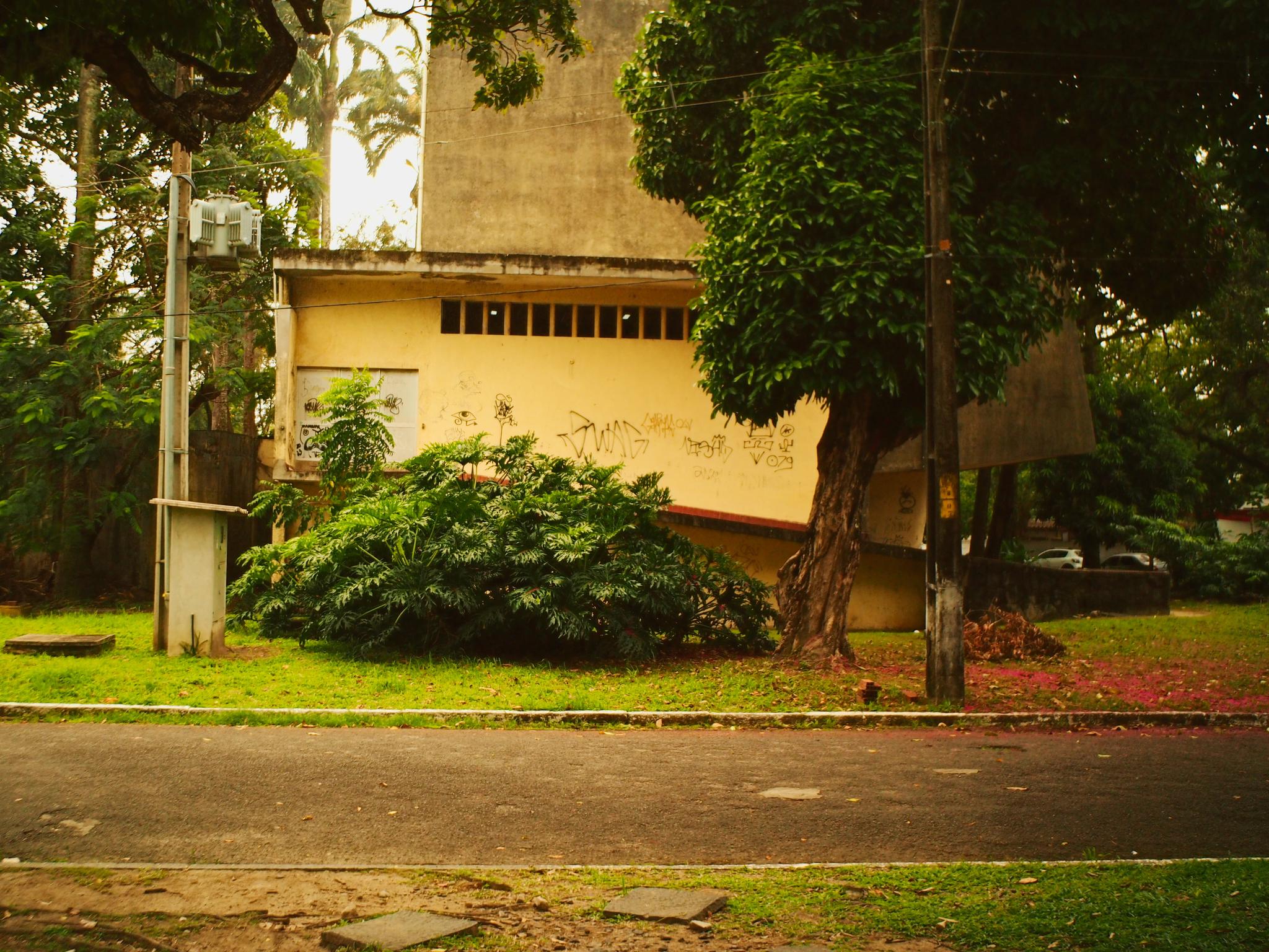 rua de asfalto com uma calçada coberta de grama do outro lado, um pé de jambo coom flores caídas no chão e um arbusto grande