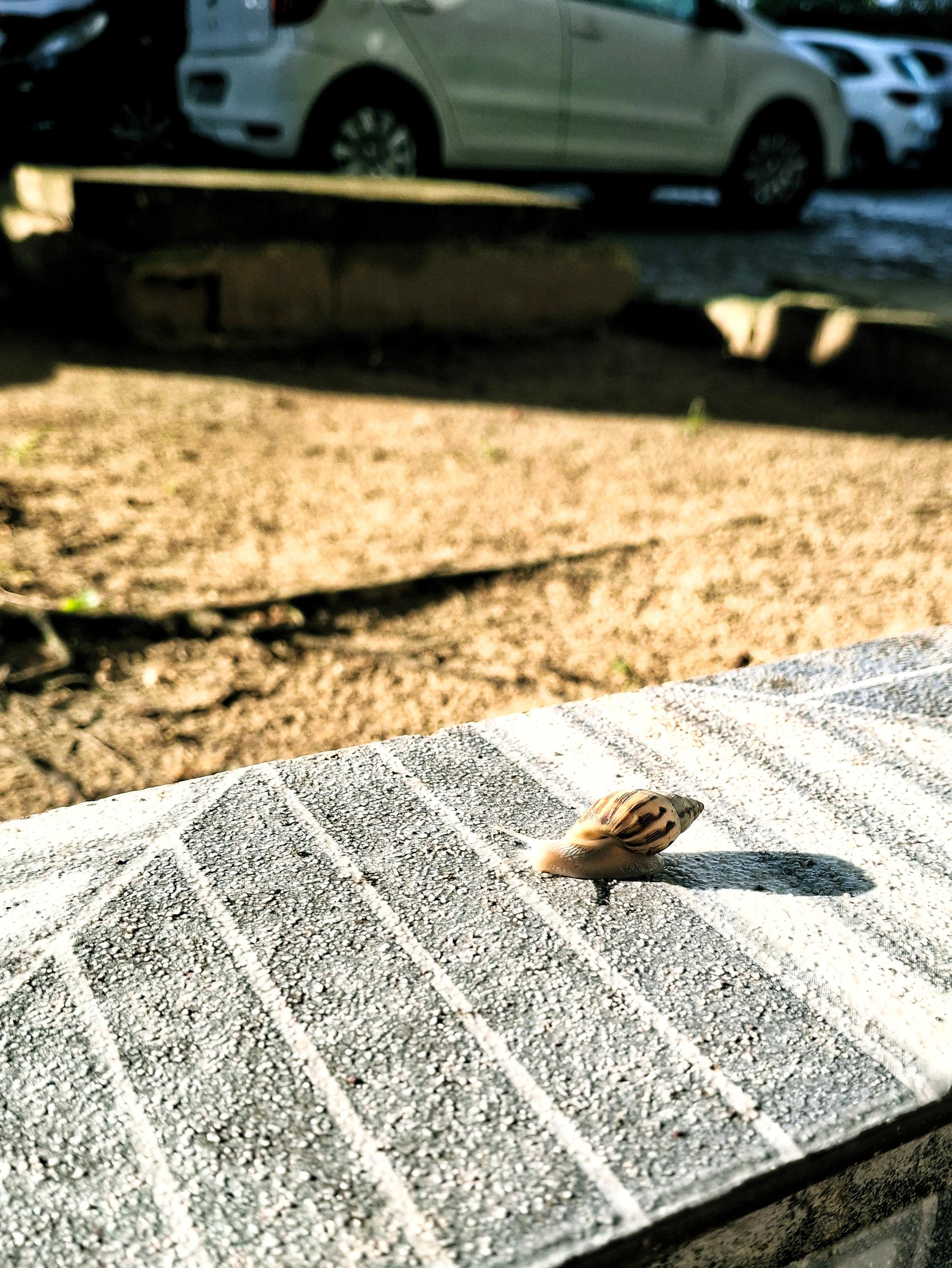Lesma andando em uma mureta