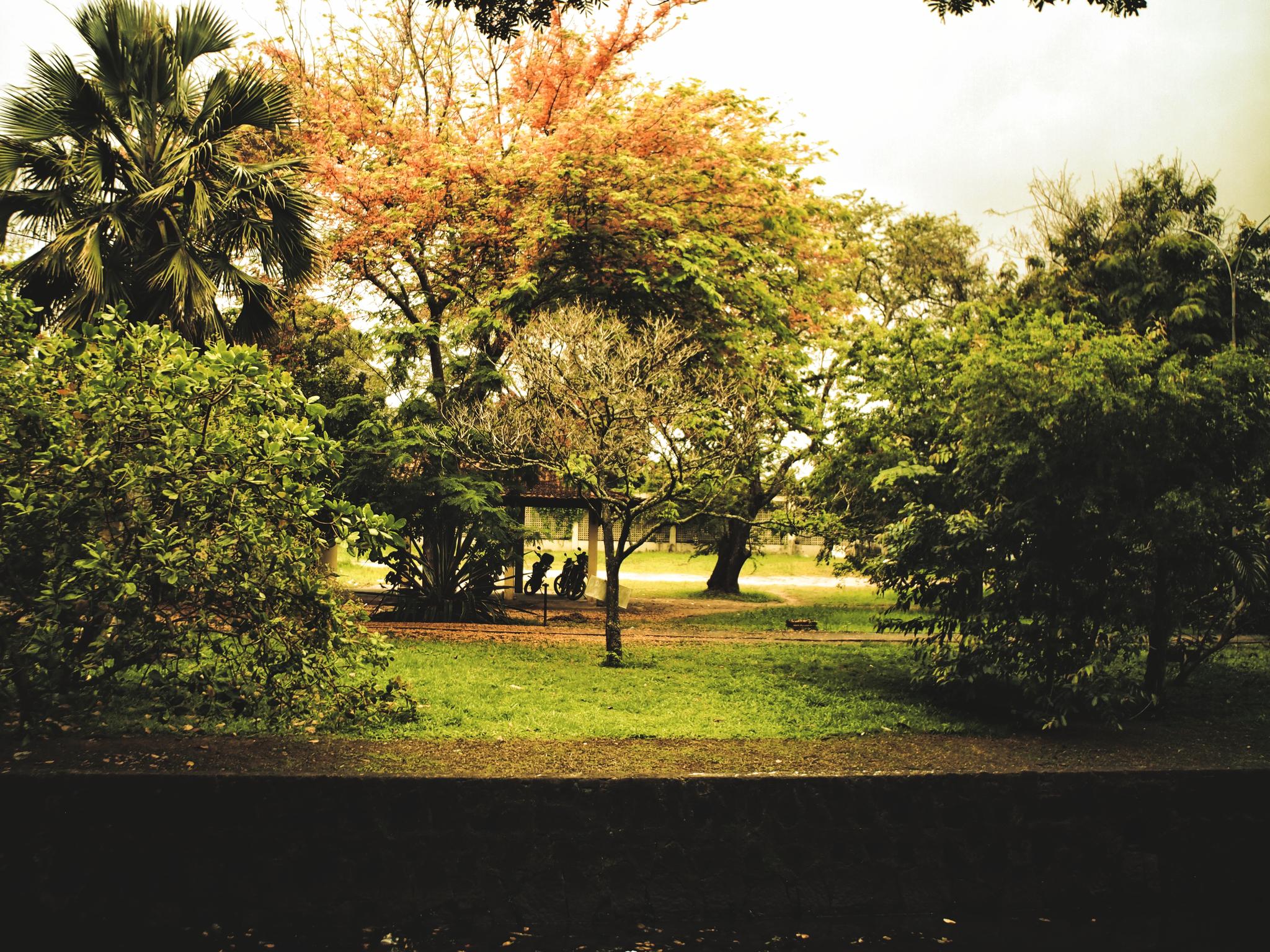 Paisagem arborizada na ufpe