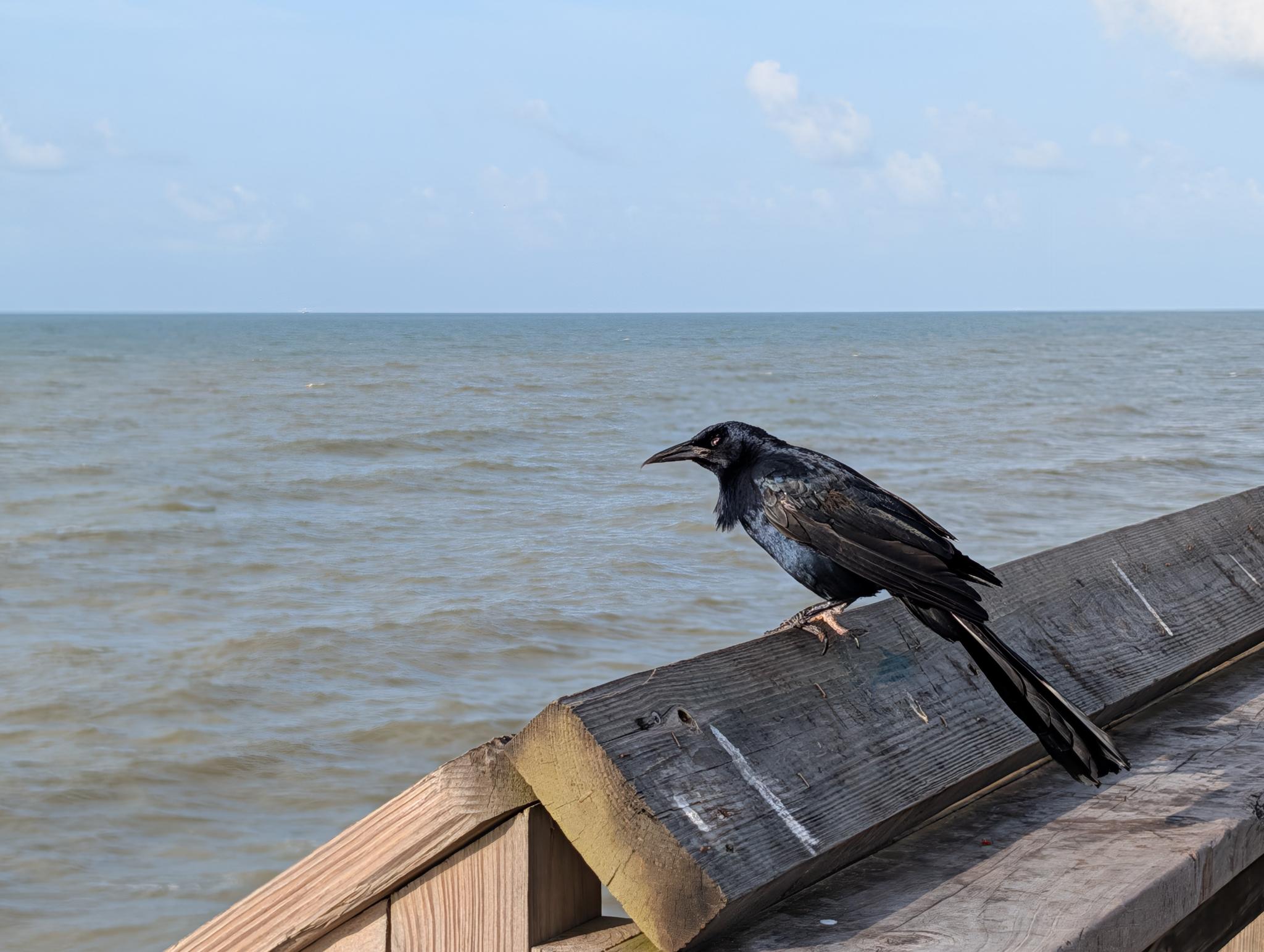 A black bird with a long tail and an irridescent blue body sits on a pier with the ocean in the background