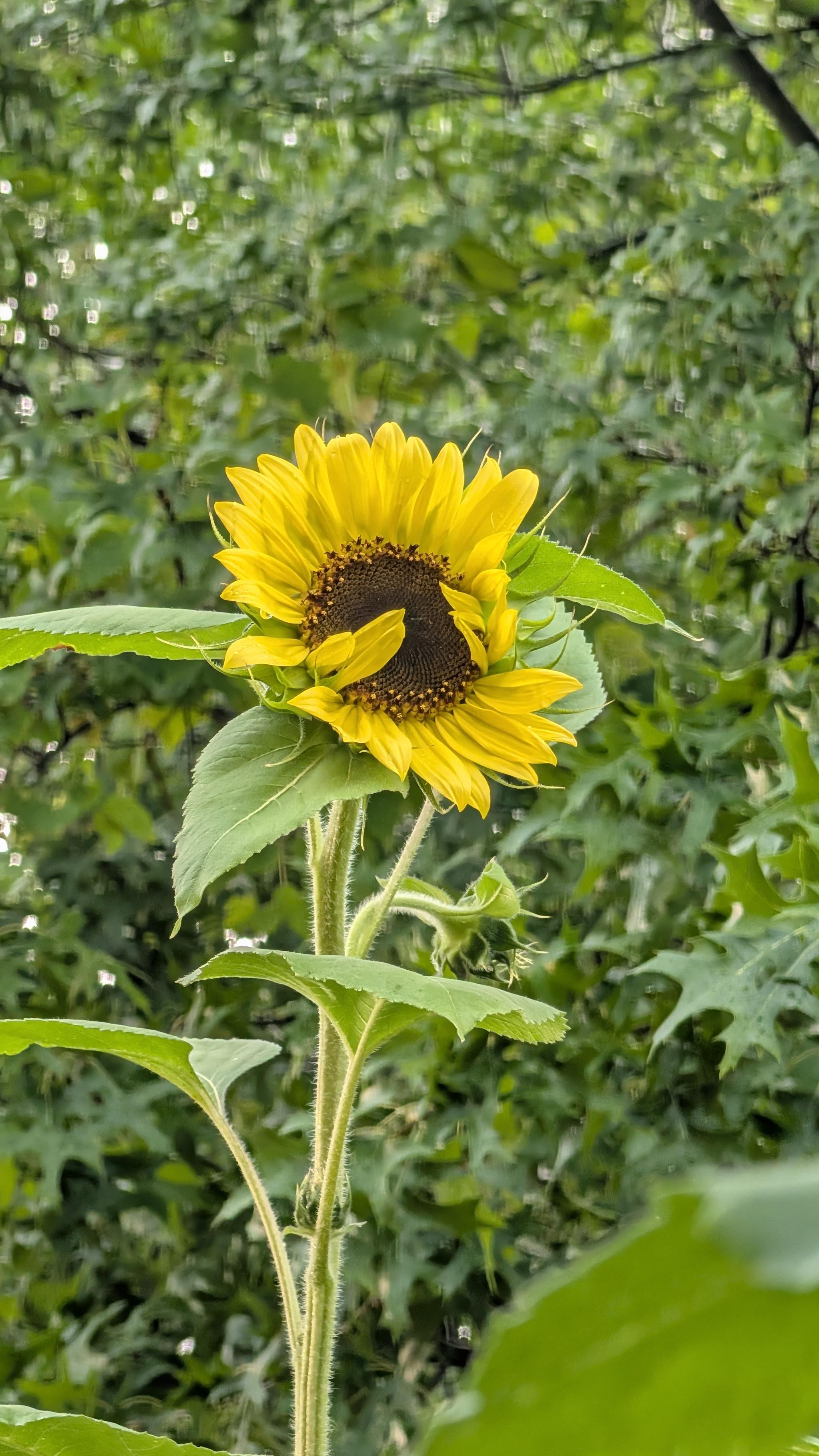 A bright yellow sunflower that's mostly bloomed, some of the yellow rays are covering the face of the sunflower as if it's giggling