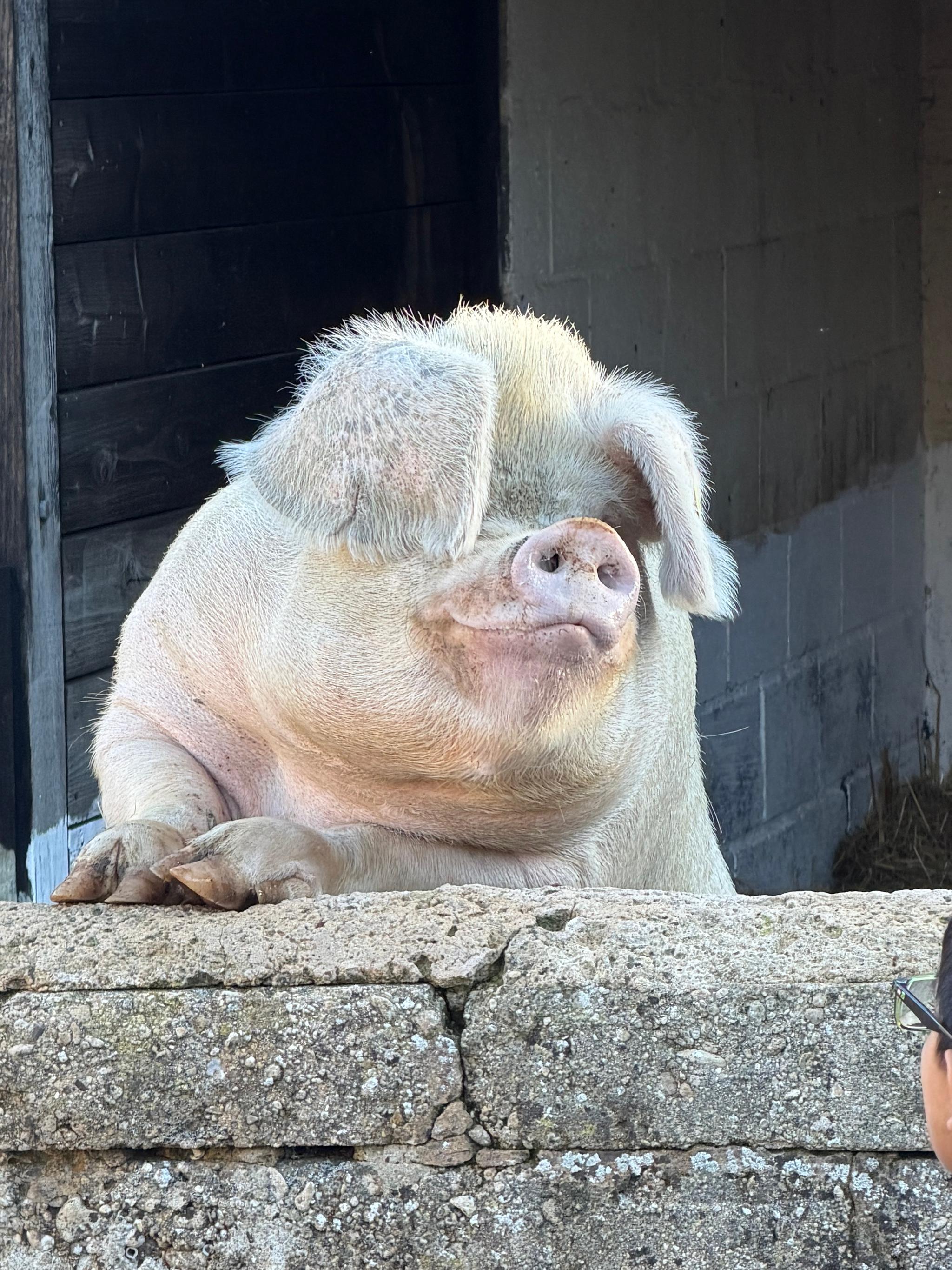 Pop up Pig