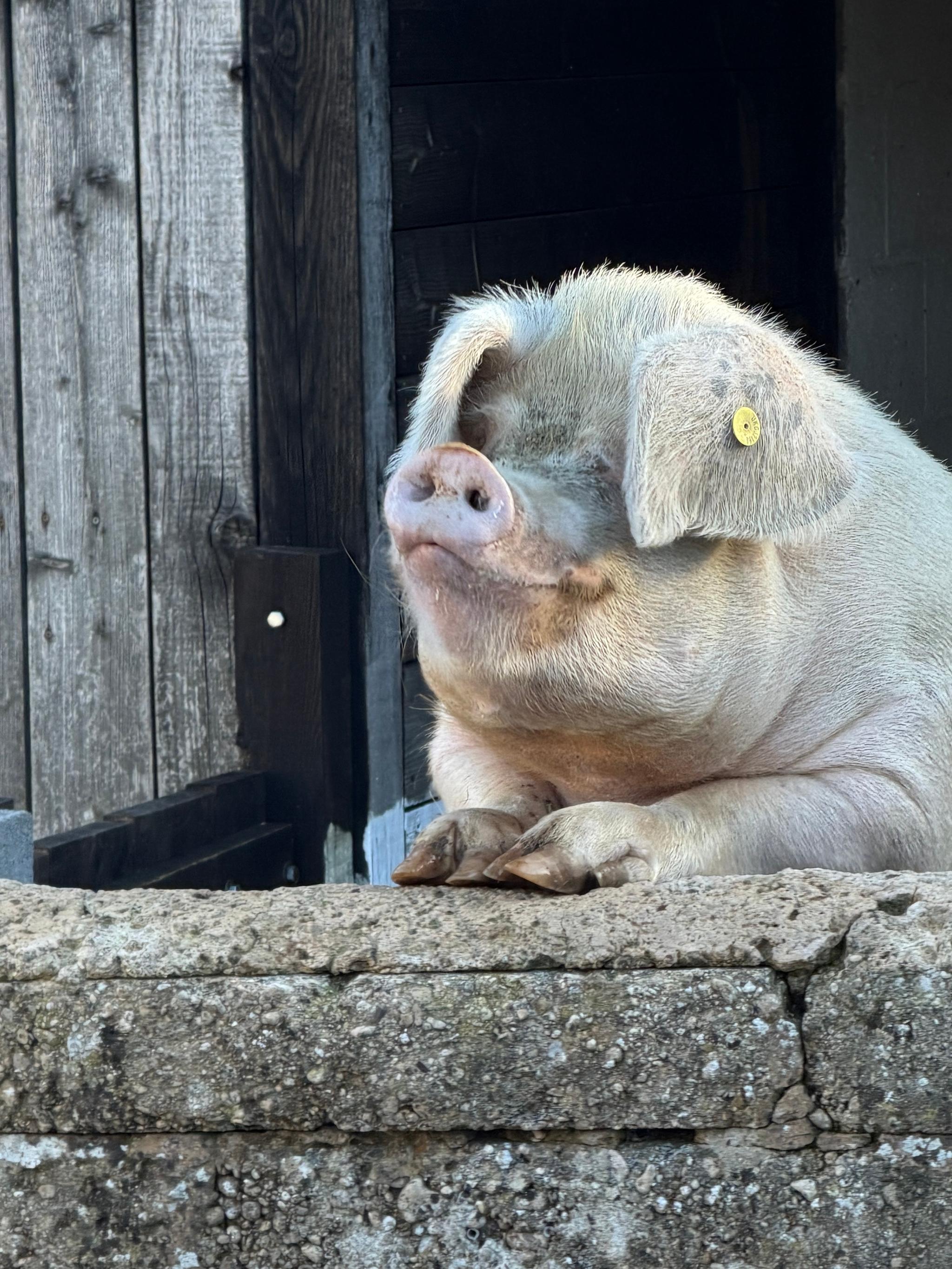 Pop up Pig