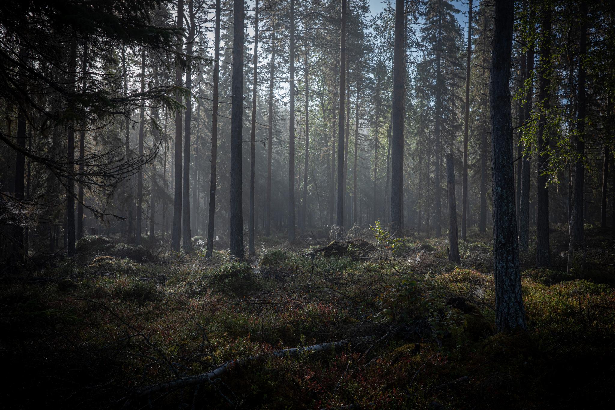 Early morning