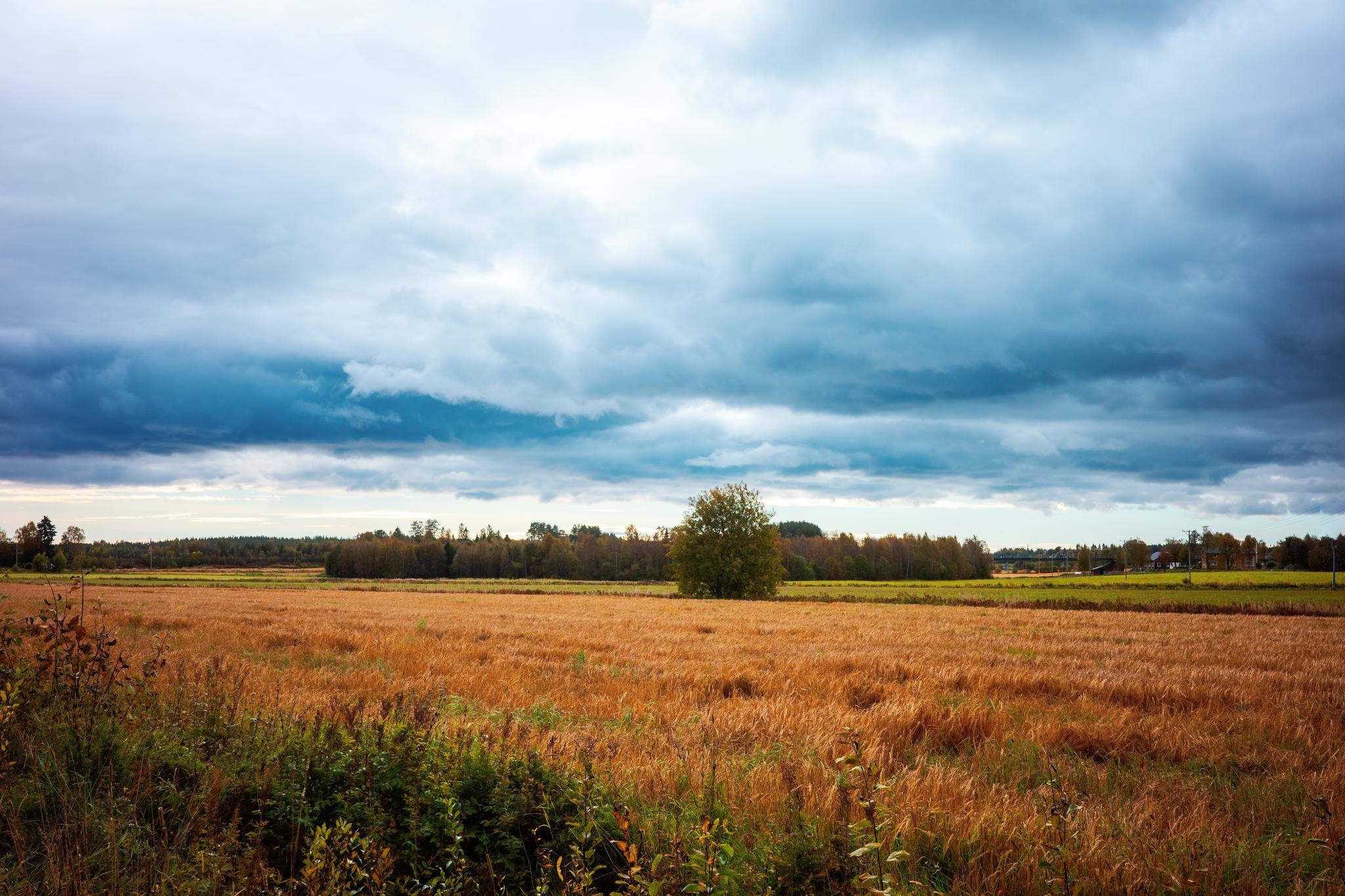 Autumn