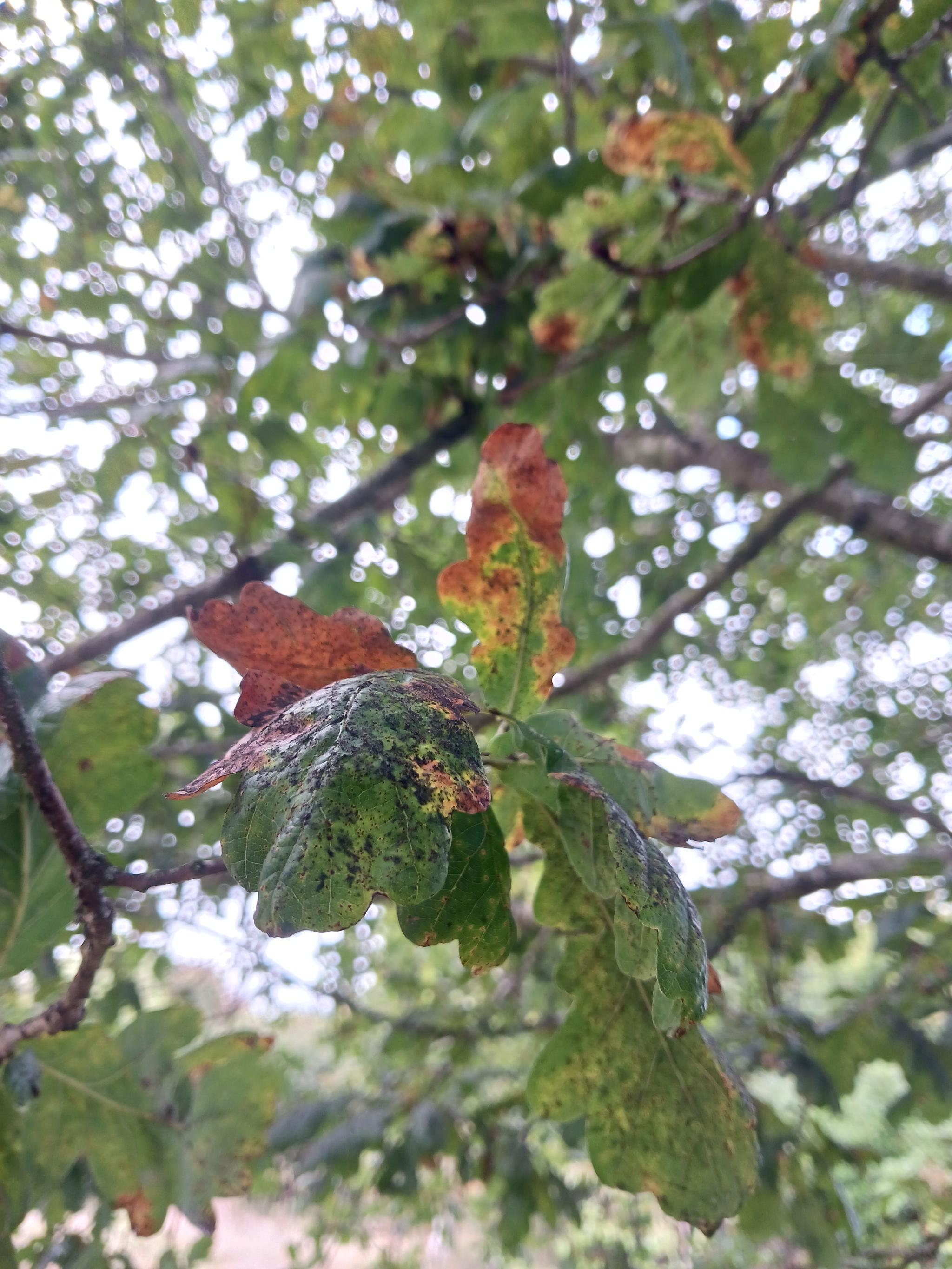 The first signs of autumn colours on our oak.