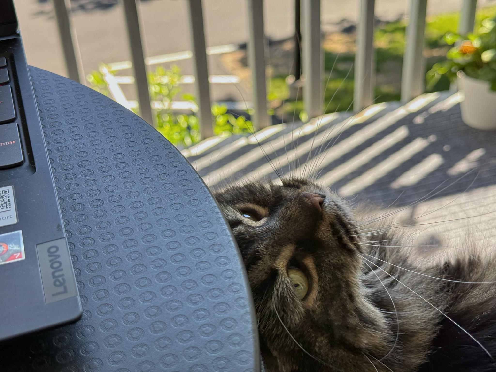 Cats are Family