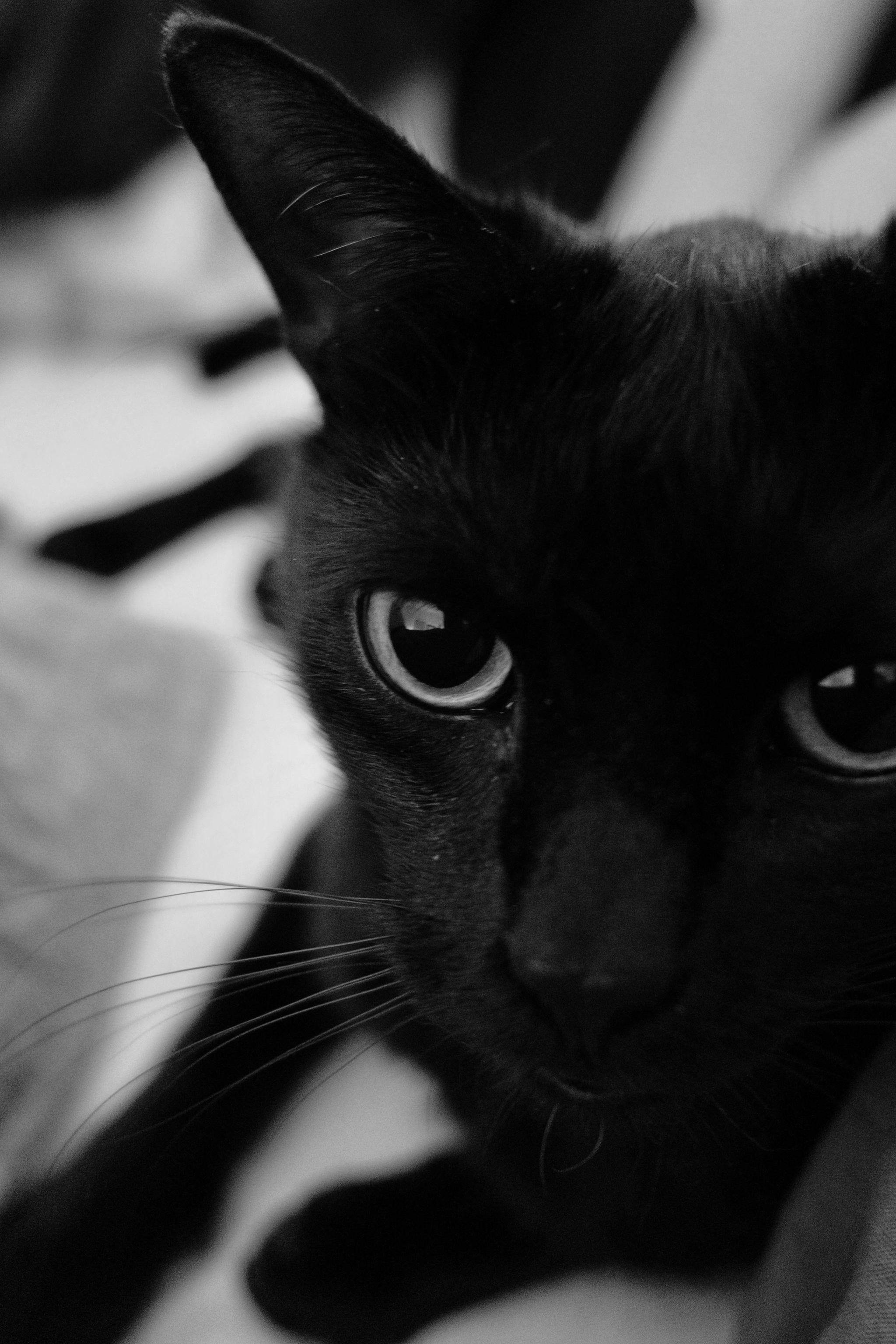 Cats are Family