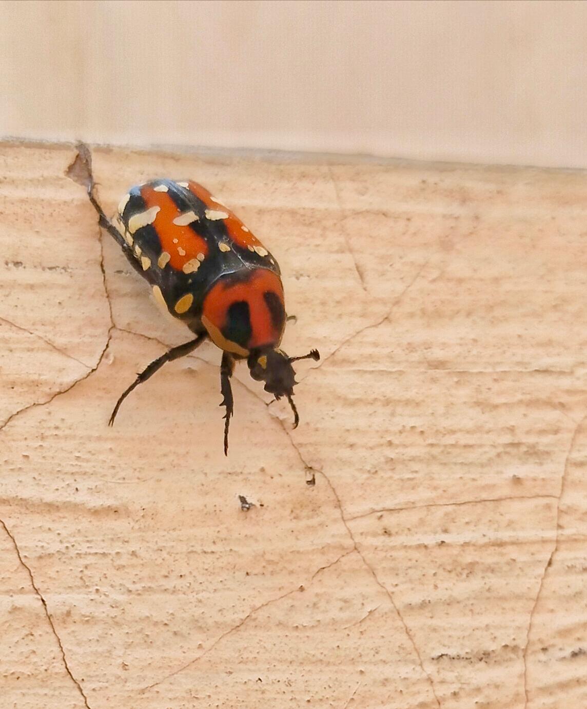A little visitor