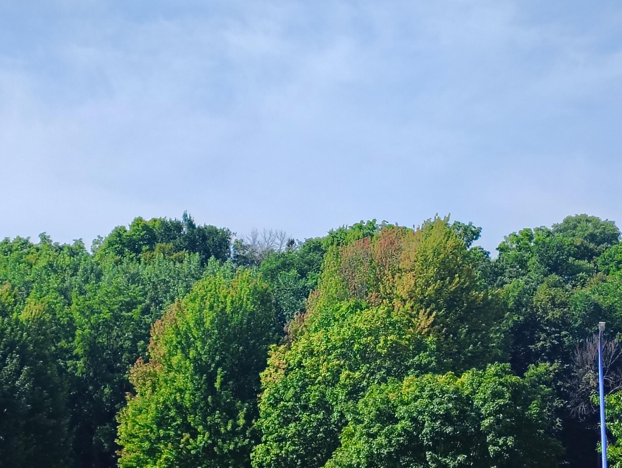 First tinge of autumn