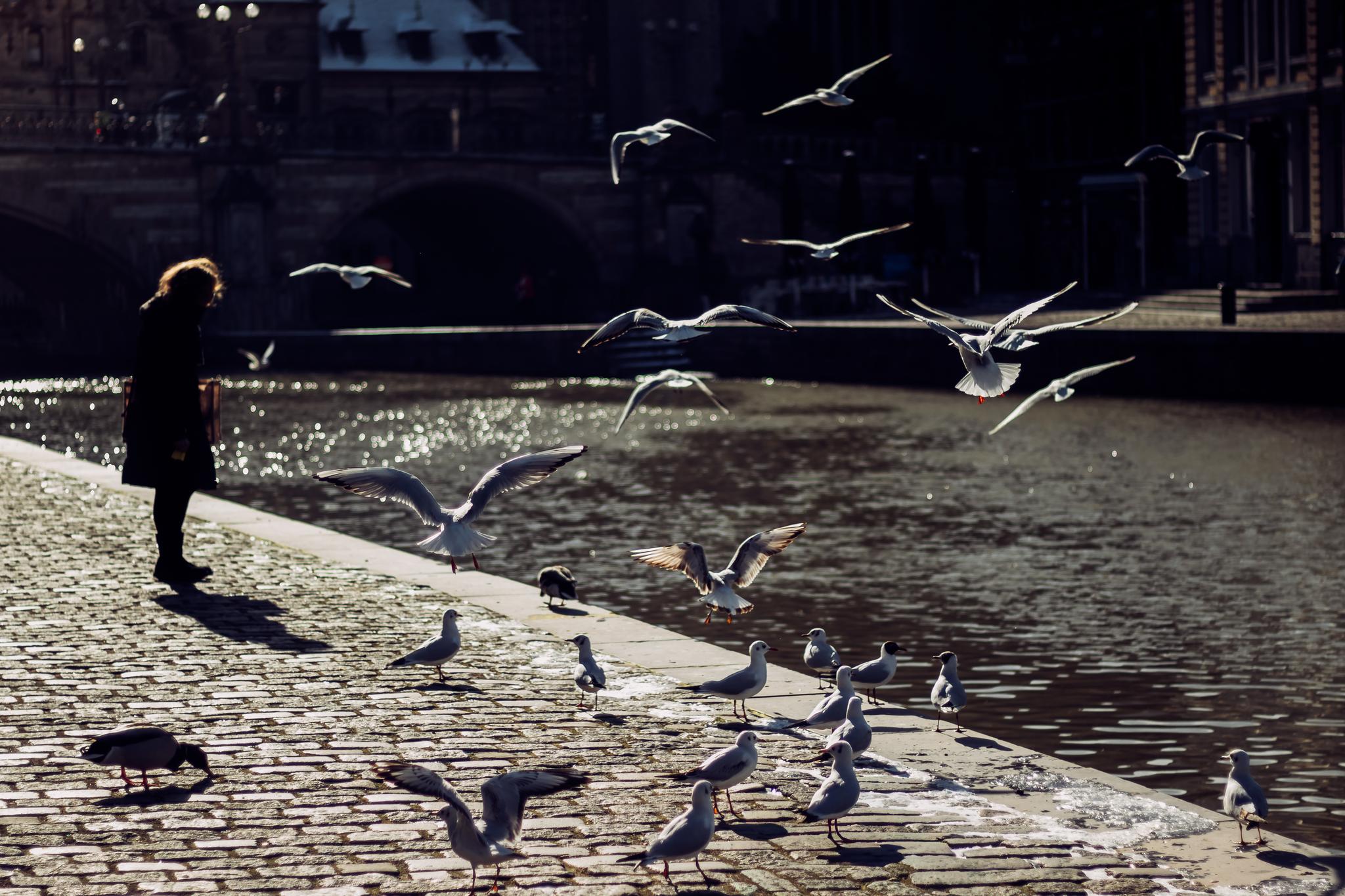 Bird dance