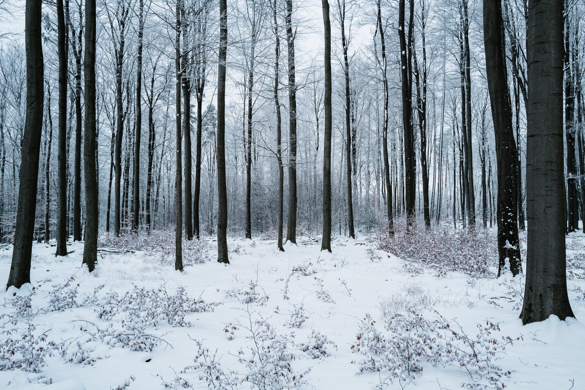 Bavarian Forest