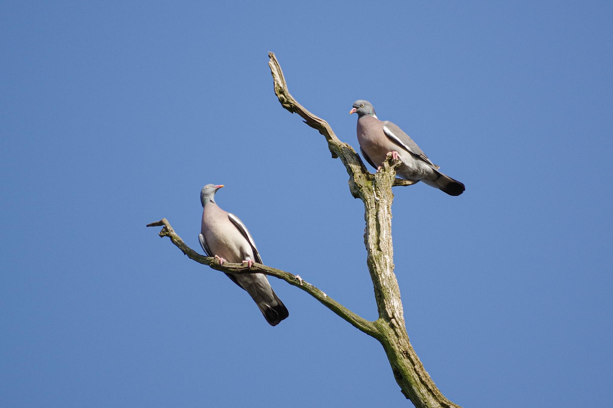 Two Pigeons on a Limb