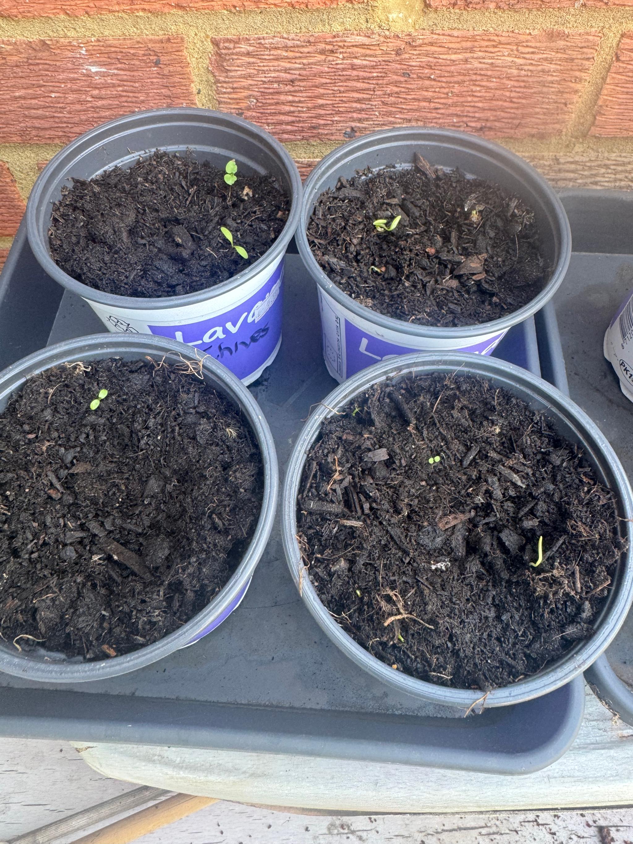 These pots contain coriander and chive seeds