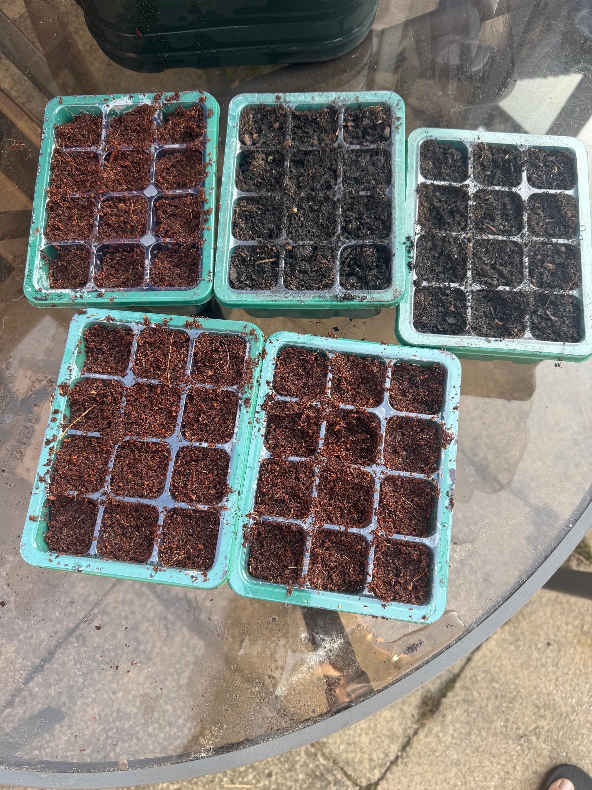 Seed trays with soil for cabbages