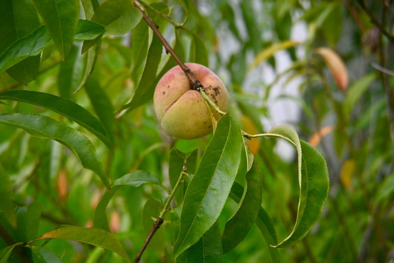 Backyard Fruit
