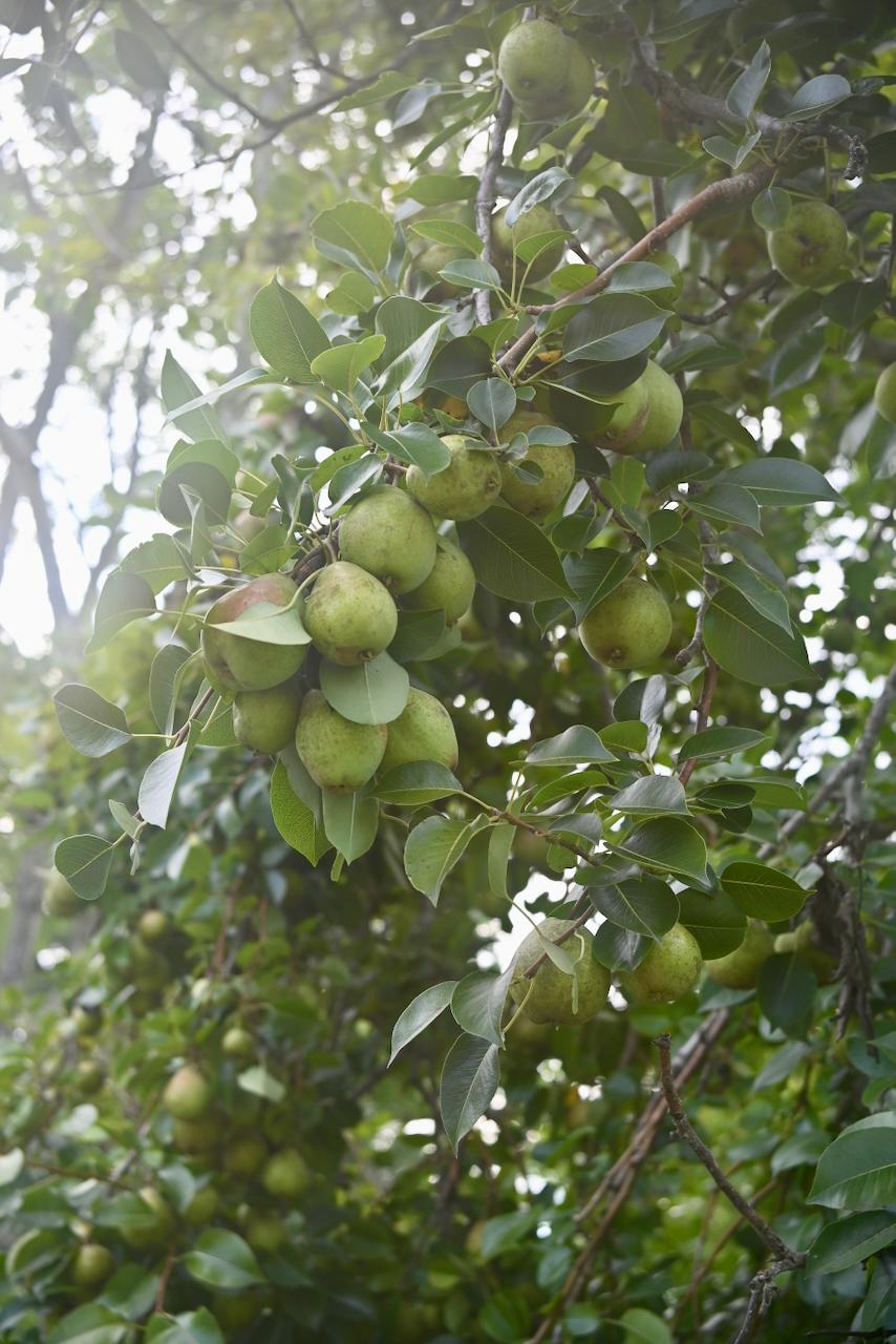 Backyard Fruit